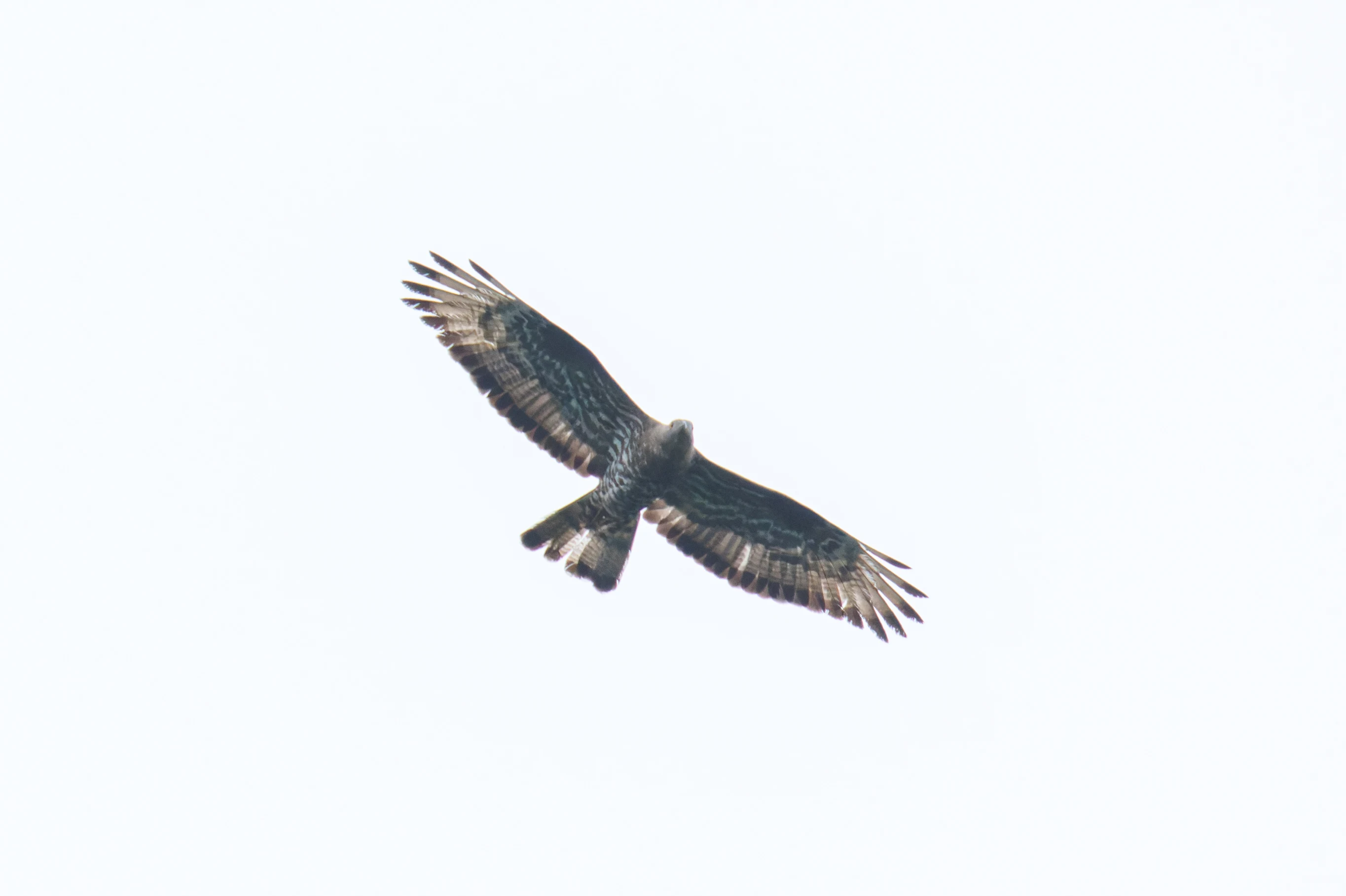 European Honey Buzzard, UK — photo by Orlando Prugel-Bennett