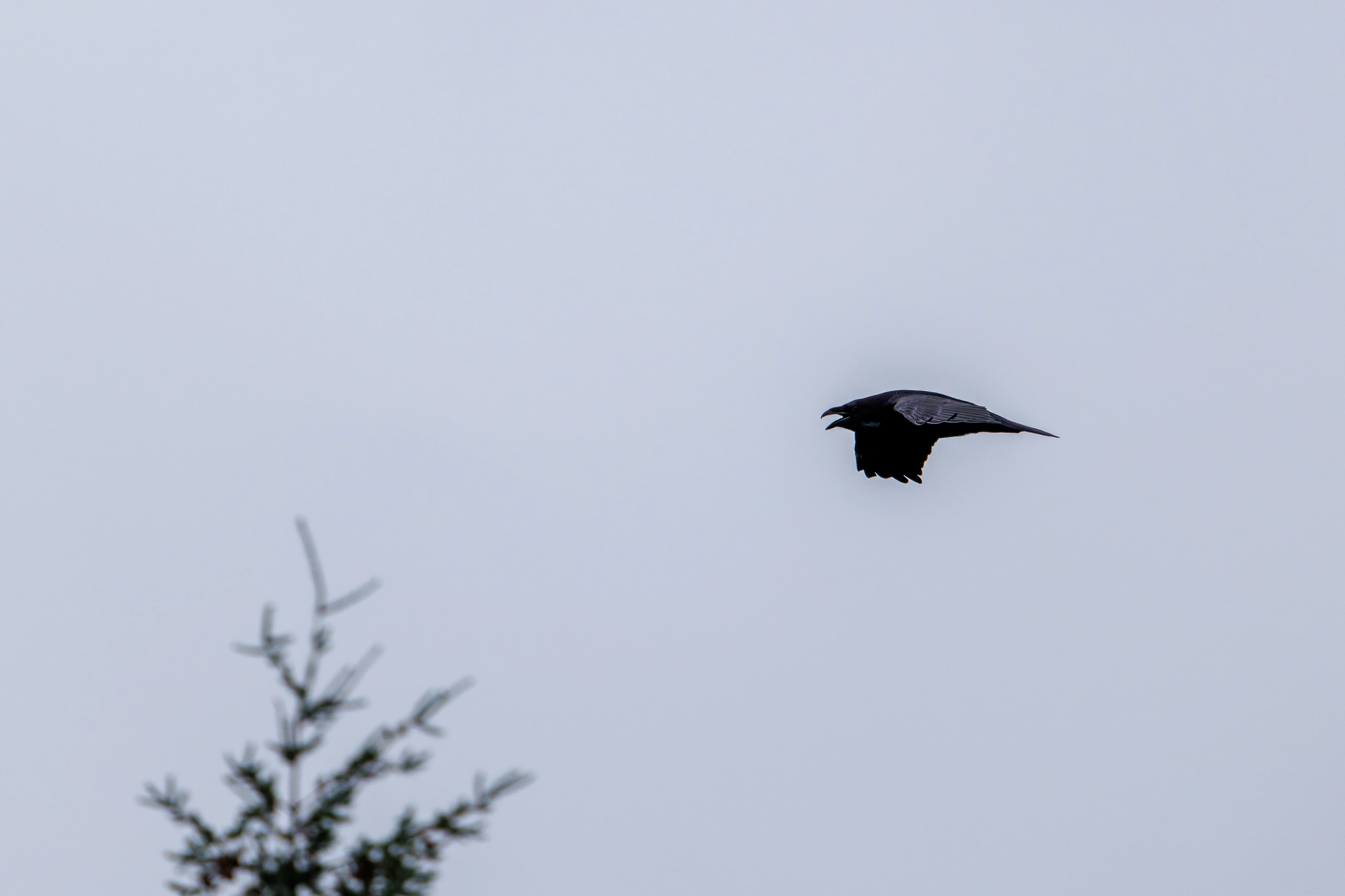 Common Raven, Hawkhill, Hampshire, UK — photo by Orlando Prugel-Bennett