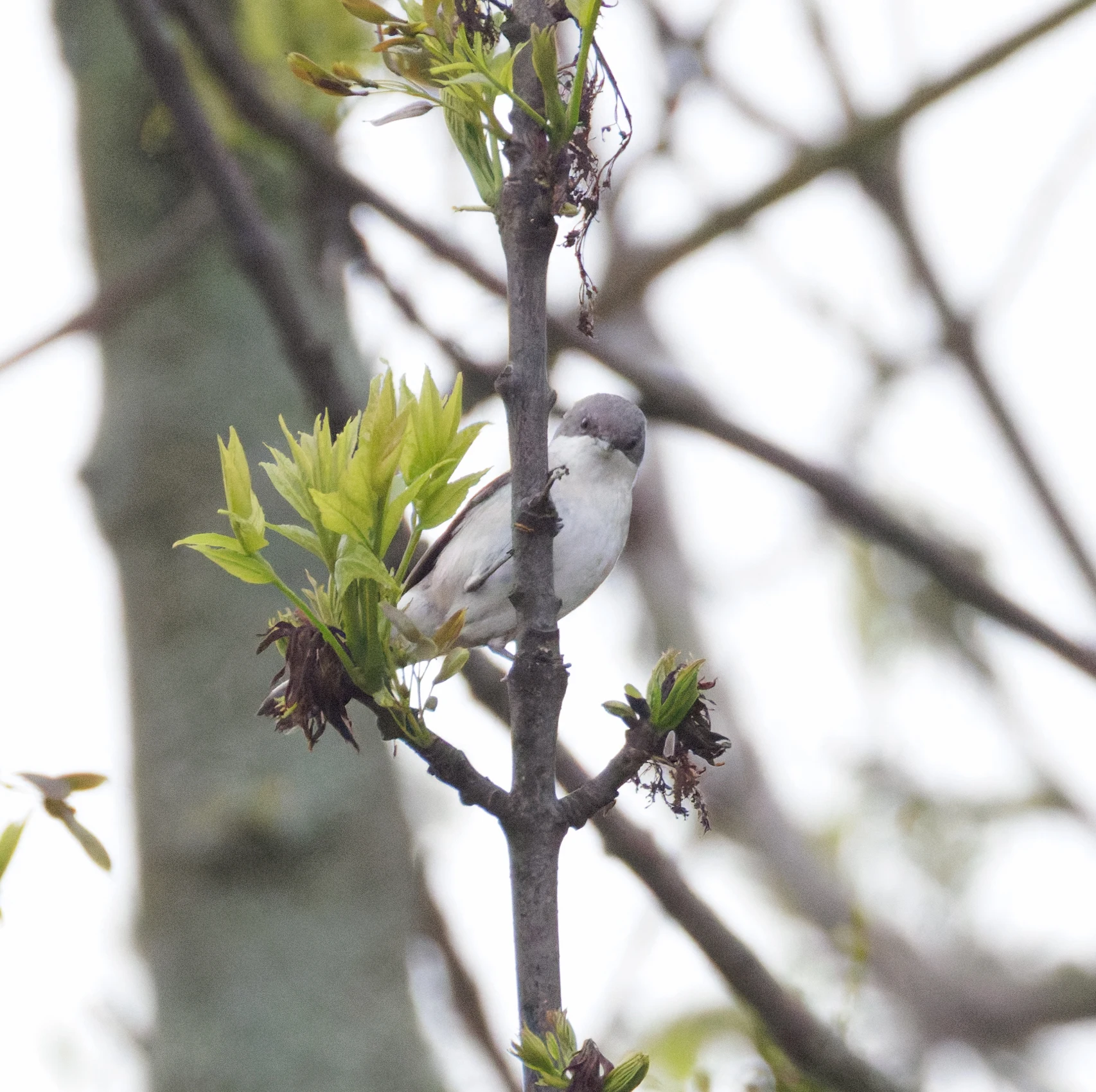 Lesser Whitethroat, Transylvania, Romania — photo by Orlando Prugel-Bennett