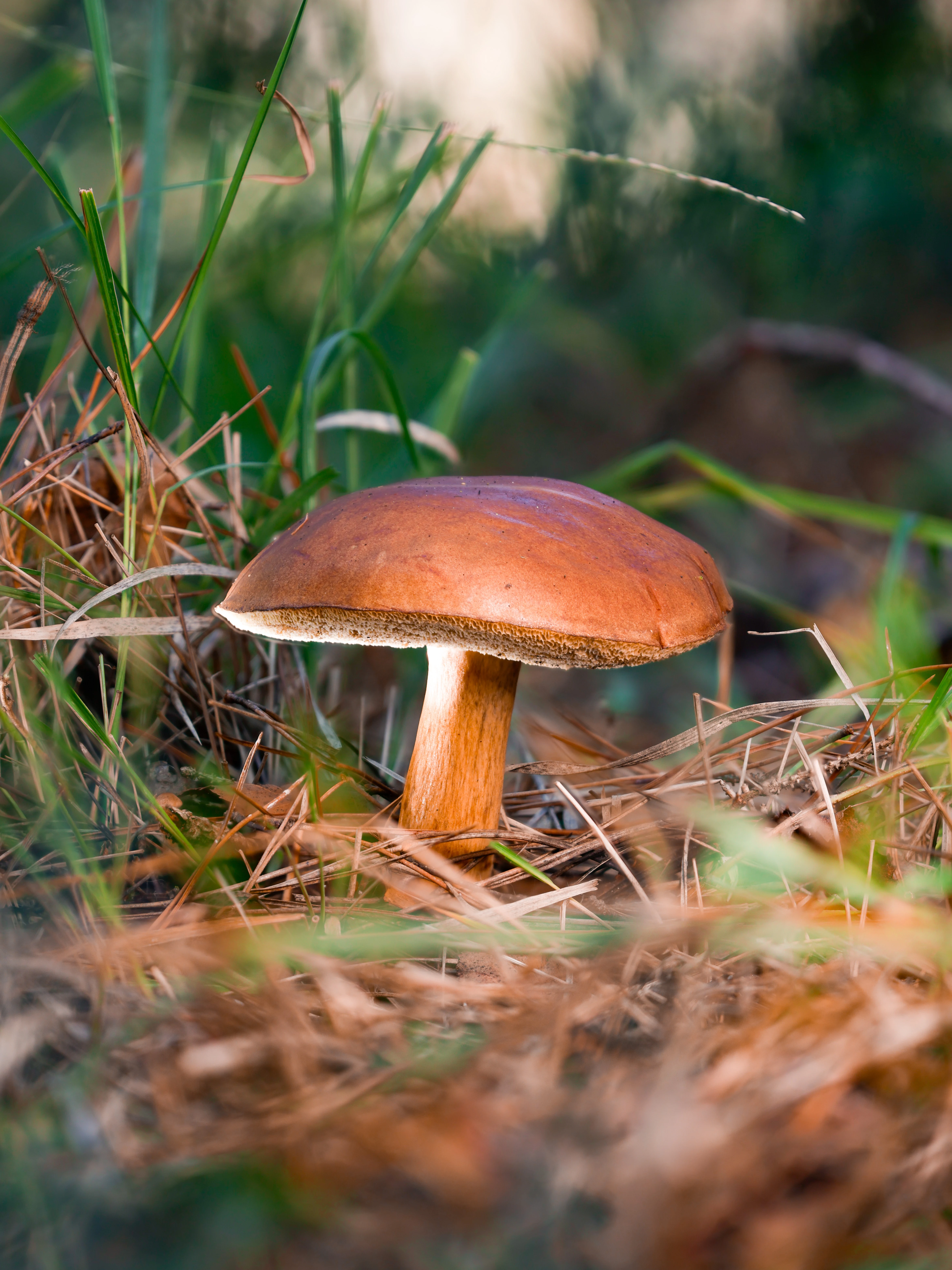 Bay Bolete, Hawkhill Enclosure, Hampshire, UK — photo by Orlando Prugel-Bennett