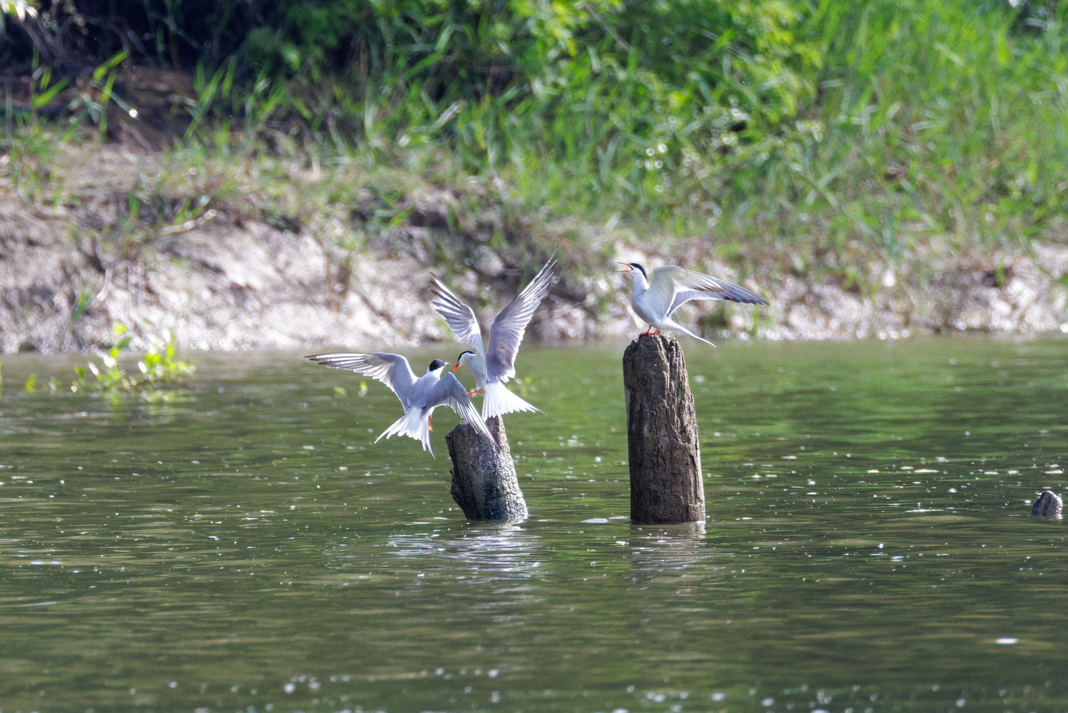 Whiskered Terns, Danube Delta, Romania — photo by Orlando Prugel-Bennett
