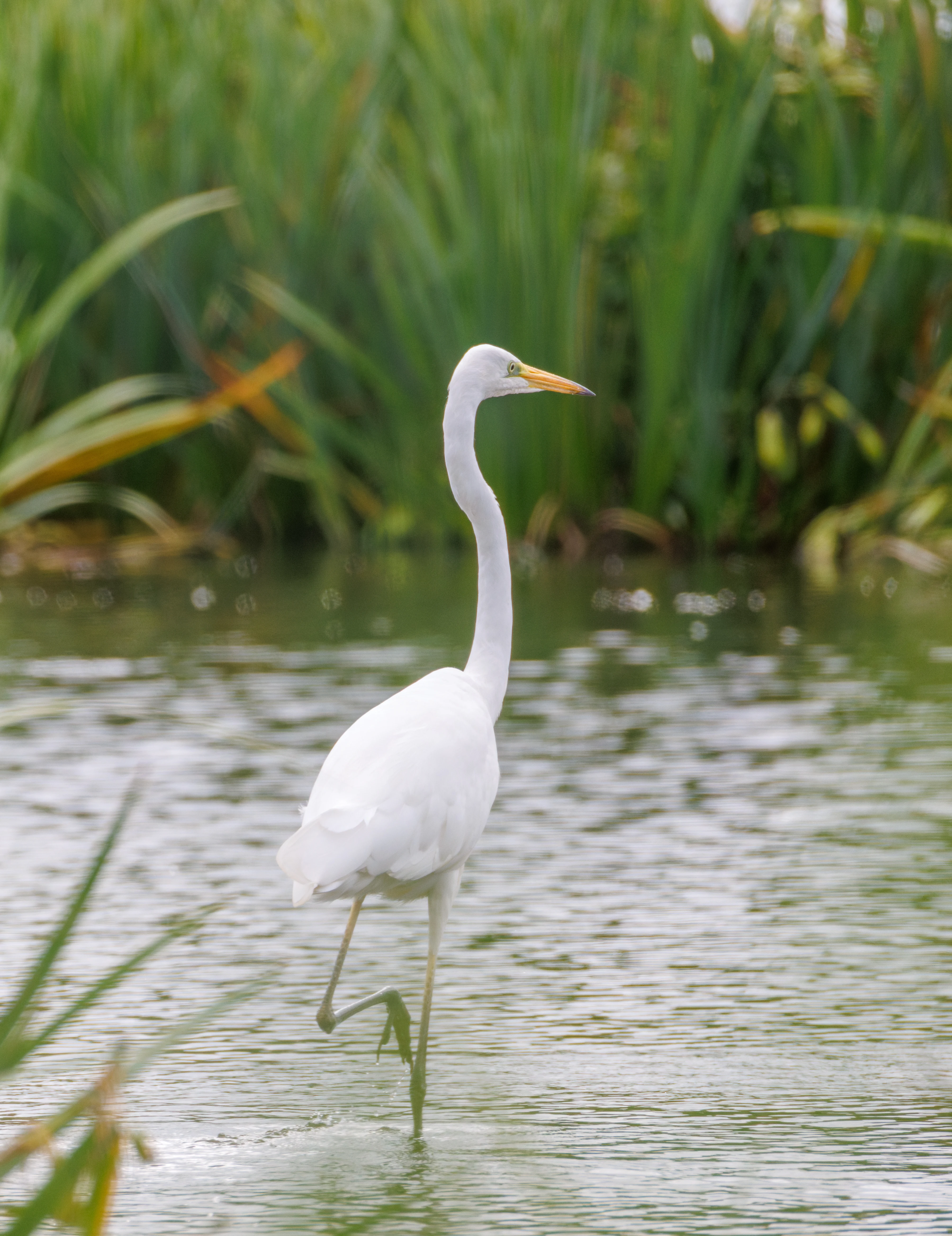 Great Egret, Fishlake Meadows, Romsey, Hampshire, UK — photo by Orlando Prugel-Bennett