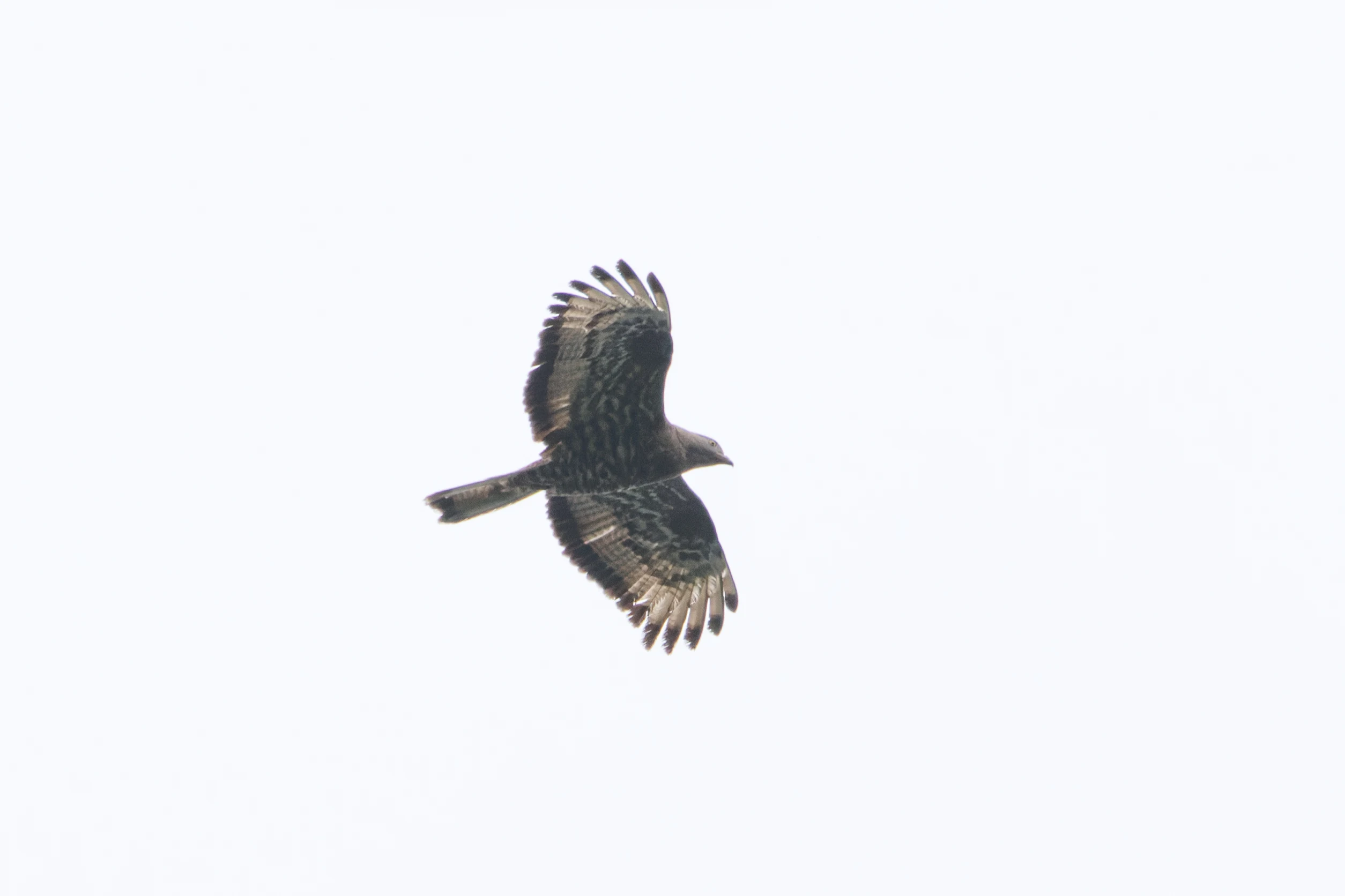 European Honey Buzzard, UK — photo by Orlando Prugel-Bennett