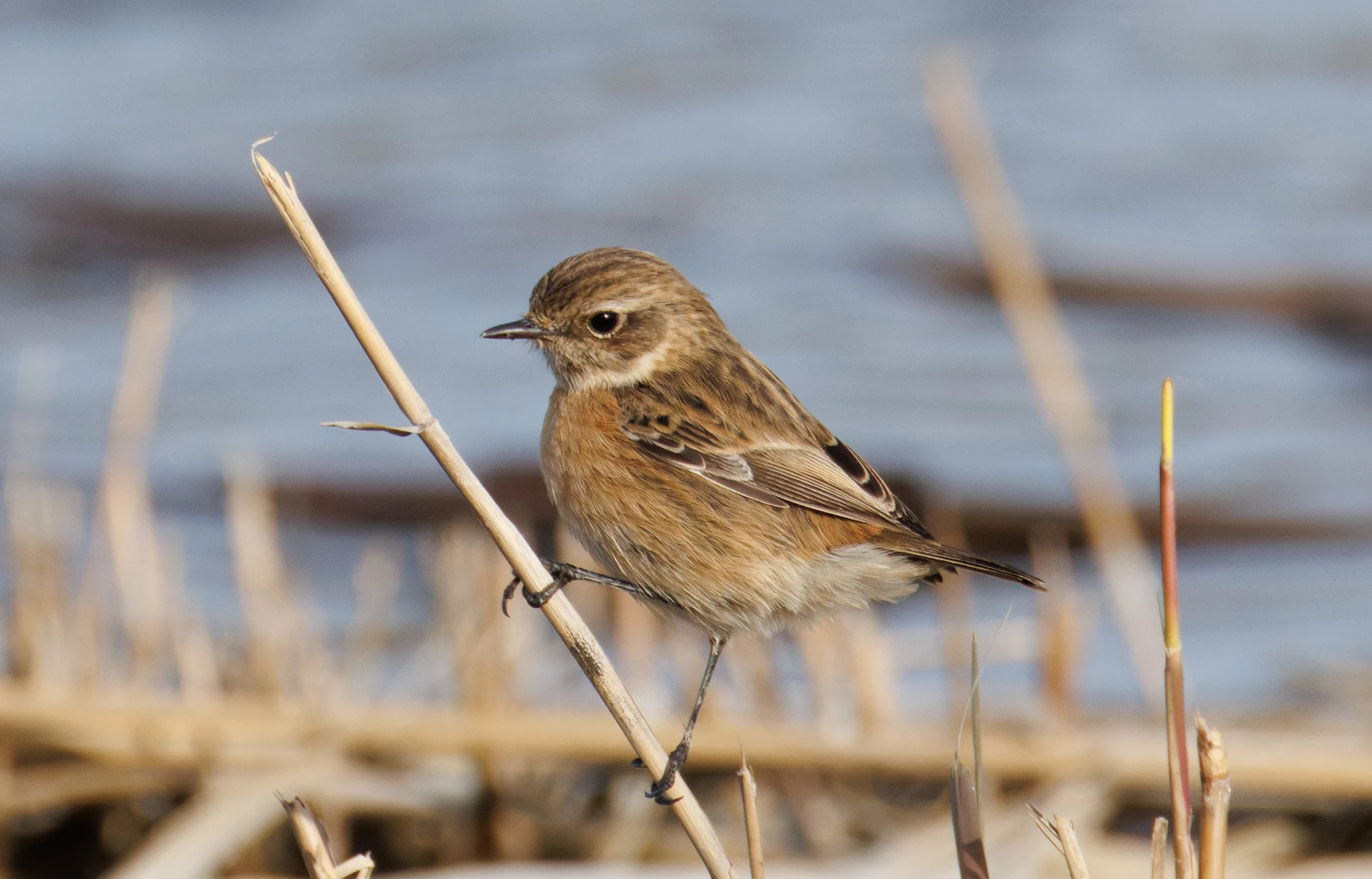 Stonechat, El Hondo, Spain — photo by Orlando Prugel-Bennett