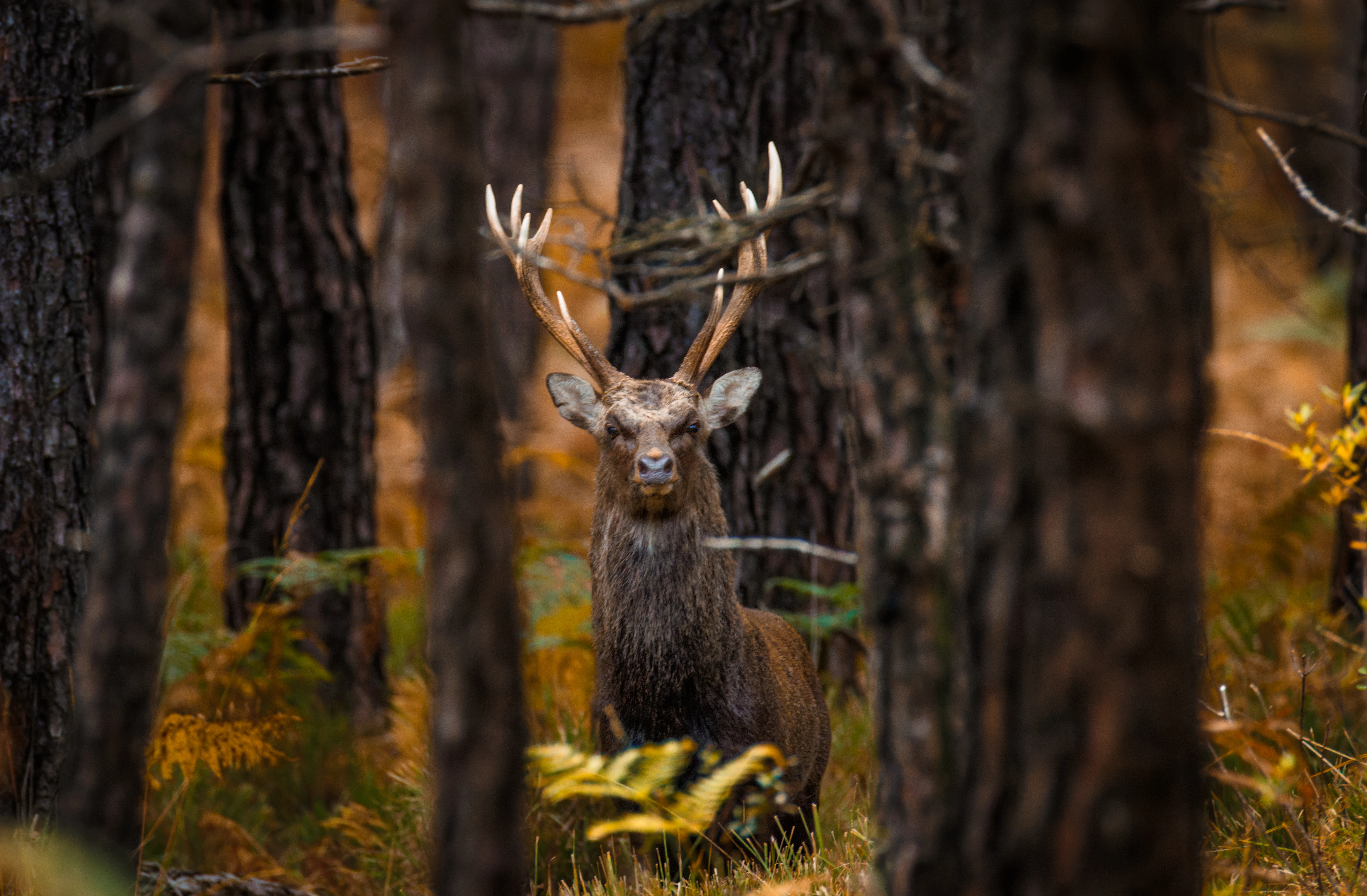 Sika Deer stag, Hawkhill, Hampshire, UK — photo by Orlando Prugel-Bennett