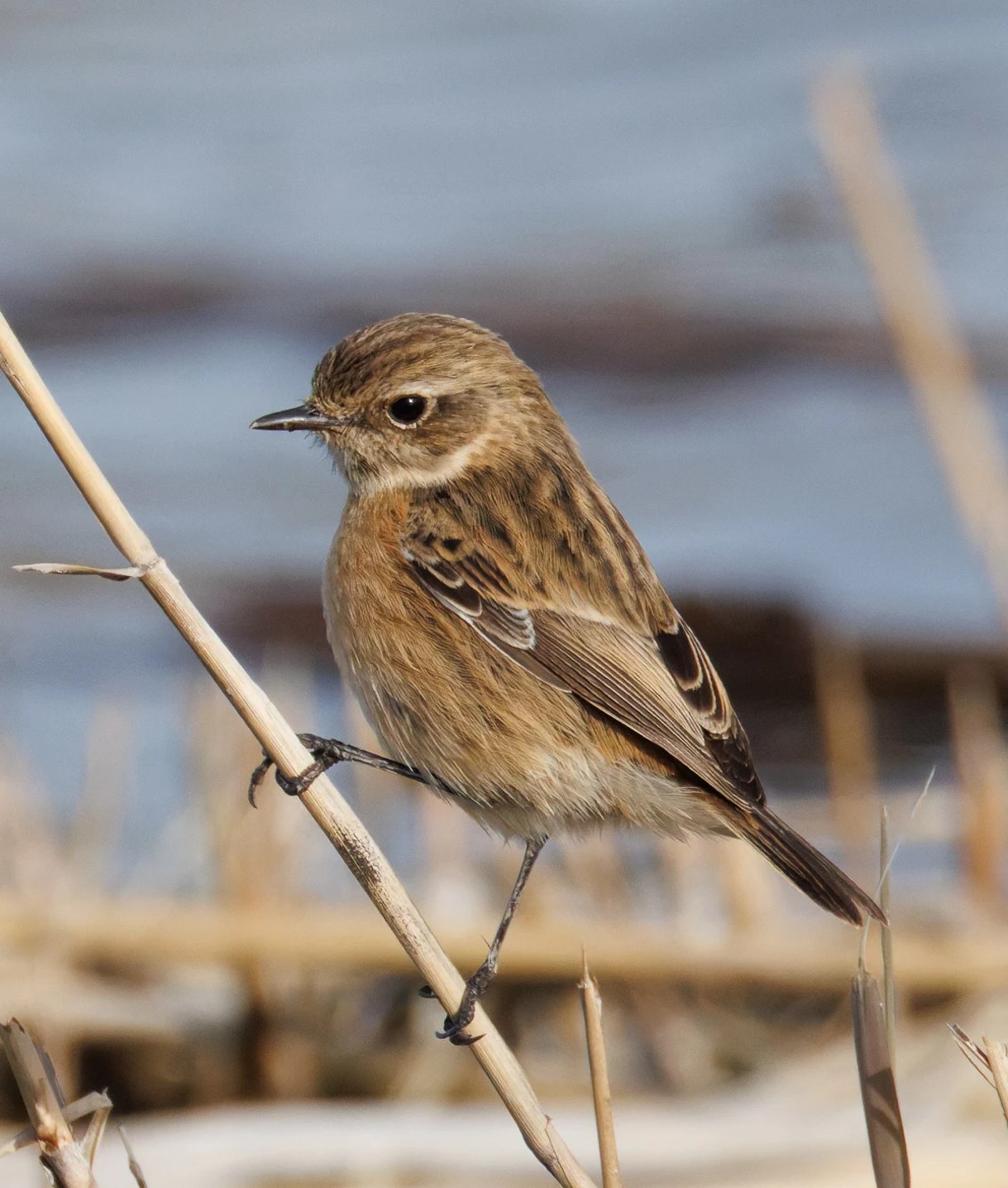 Stonechat, El Hondo, Spain — photo by Orlando Prugel-Bennett