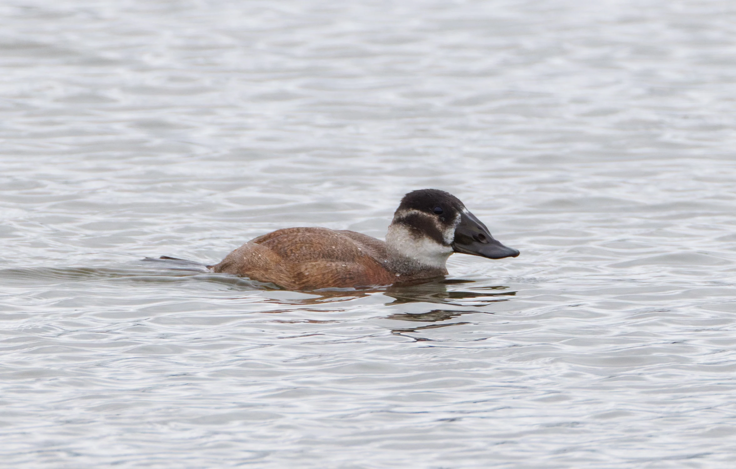 White Headed Duck (Juv), Clot de Galvany, Alicante, Spain — photo by Orlando Prugel-Bennett