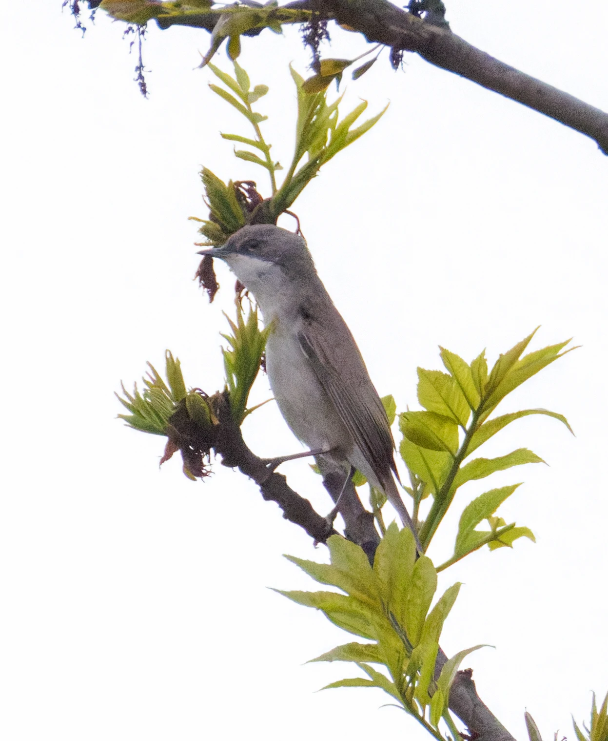 Lesser Whitethroat, Transylvania, Romania — photo by Orlando Prugel-Bennett