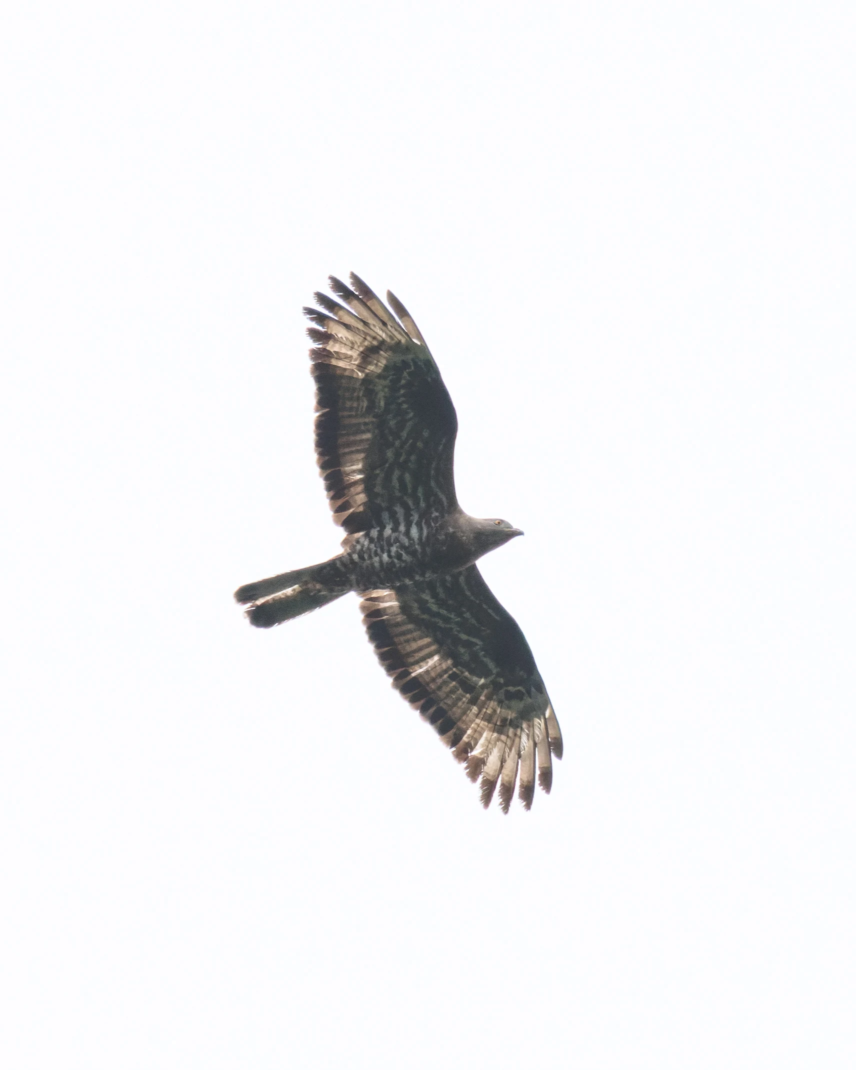 European Honey Buzzard, UK — photo by Orlando Prugel-Bennett