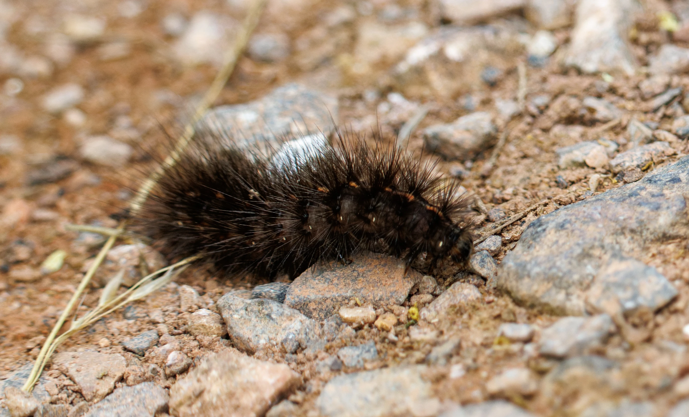 Garden Tiger Moth caterpillar, Fishlake Meadows, Romsey, Hampshire, UK — photo by Orlando Prugel-Bennett