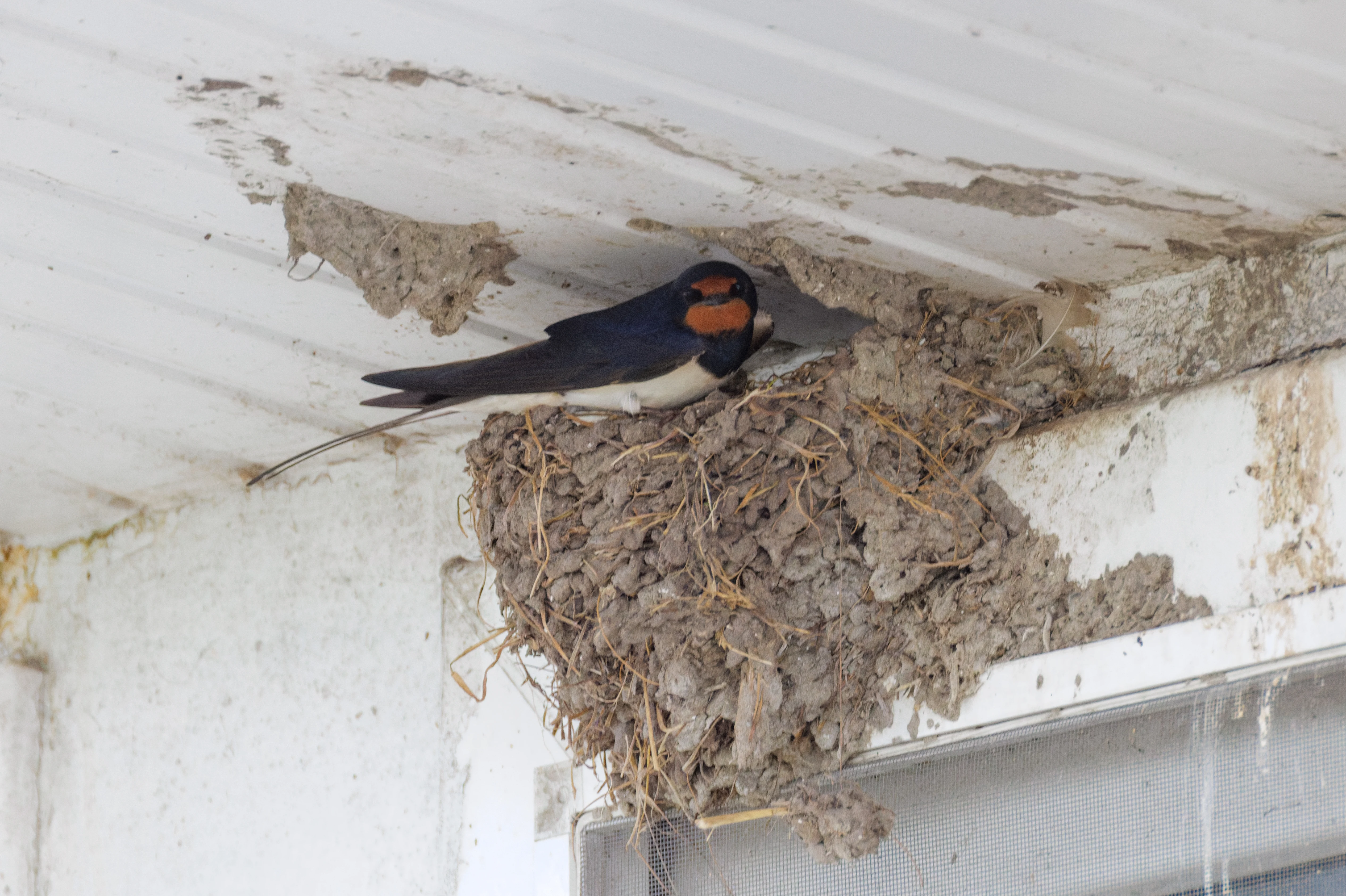 Barn Swallow, Danube Delta, Romania — photo by Orlando Prugel-Bennett