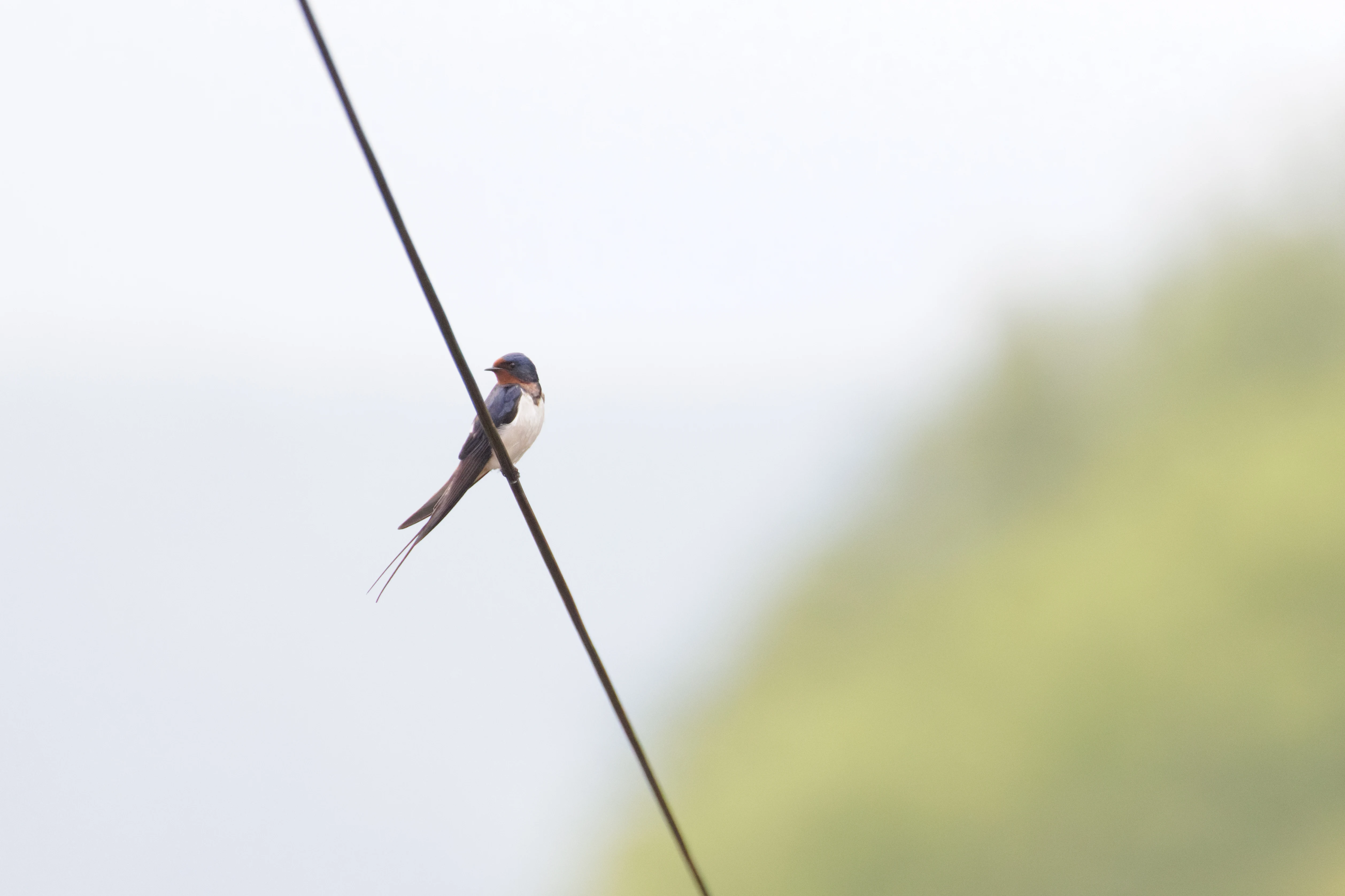 Barn Swallow, Transylvania, Romania — photo by Orlando Prugel-Bennett