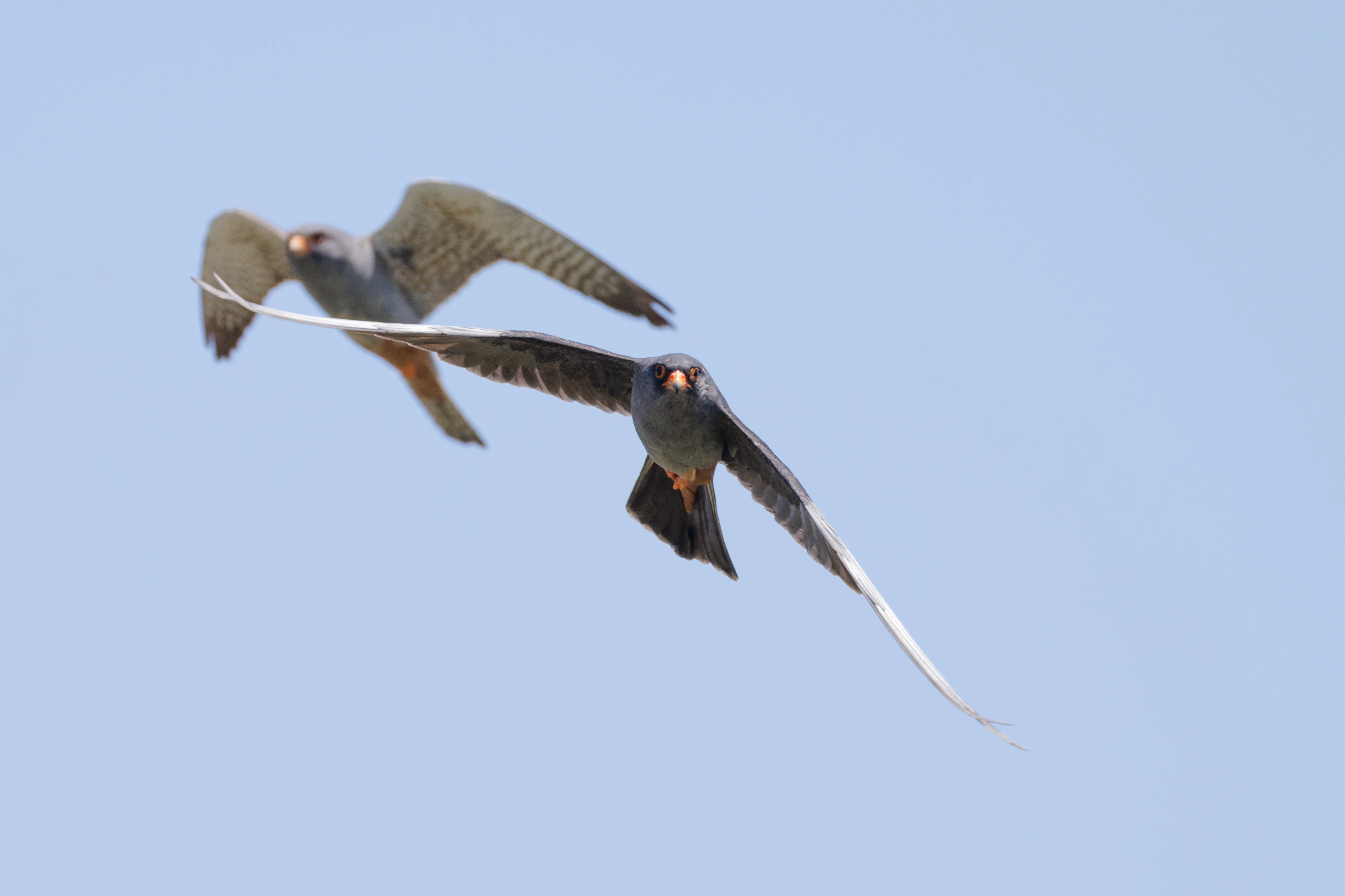 Red-footed Falcon, Romanian Steppe, Romania — photo by Orlando Prugel-Bennett