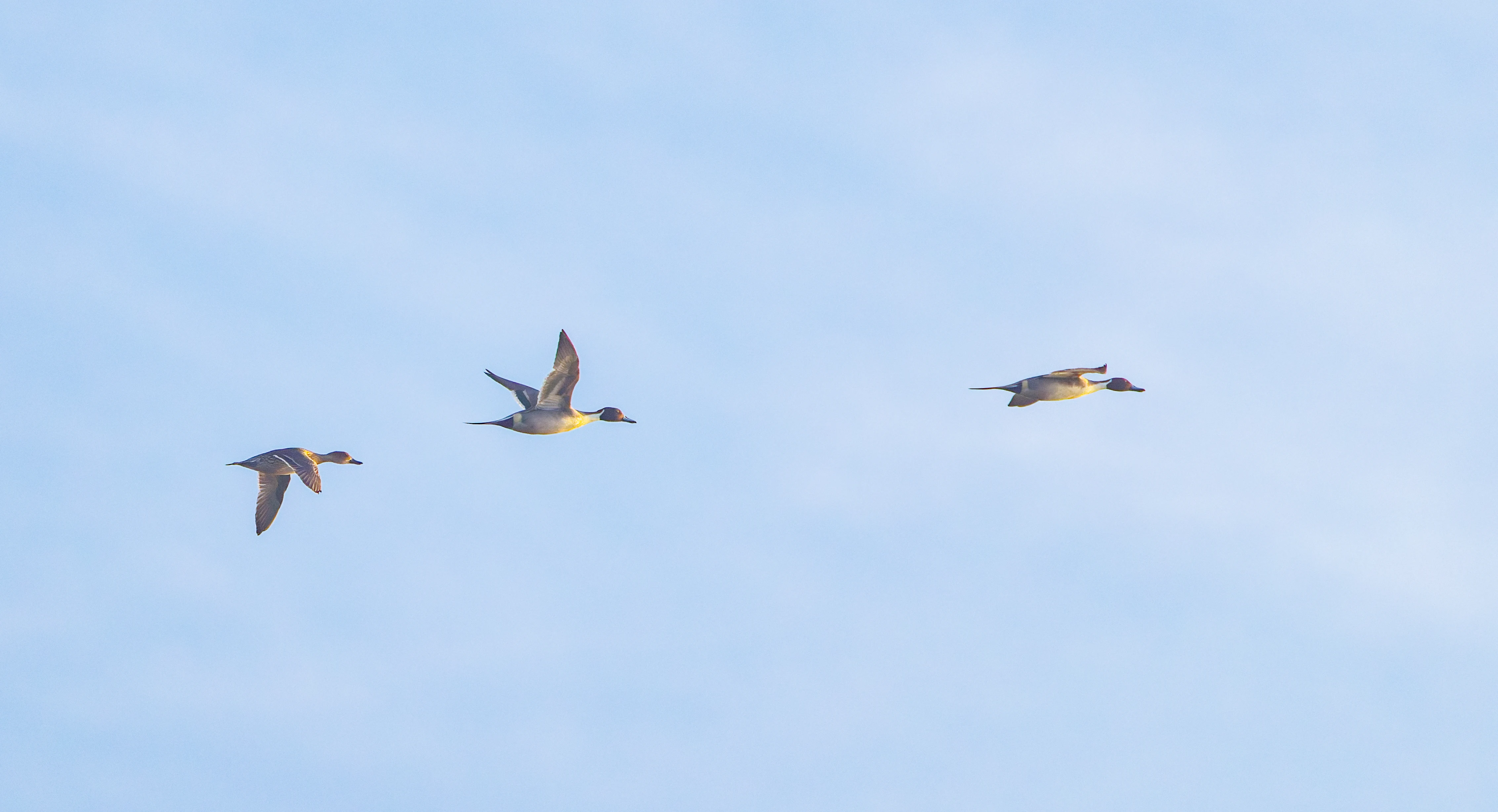 Northern Pintail, Zeeland, Netherlands — photo by Orlando Prugel-Bennett