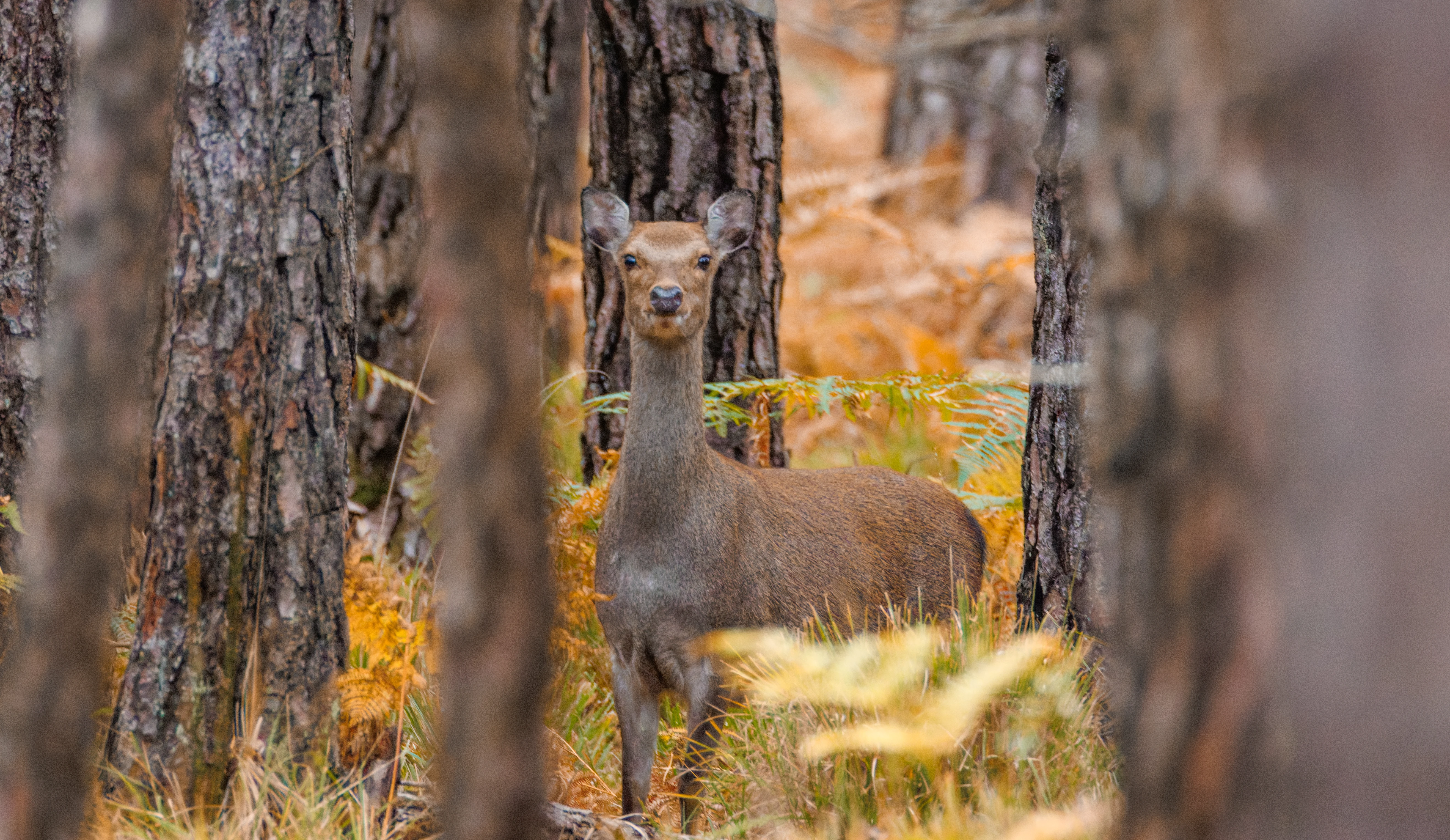 Sika Deer, Hawkhill, Hampshire, UK — photo by Orlando Prugel-Bennett