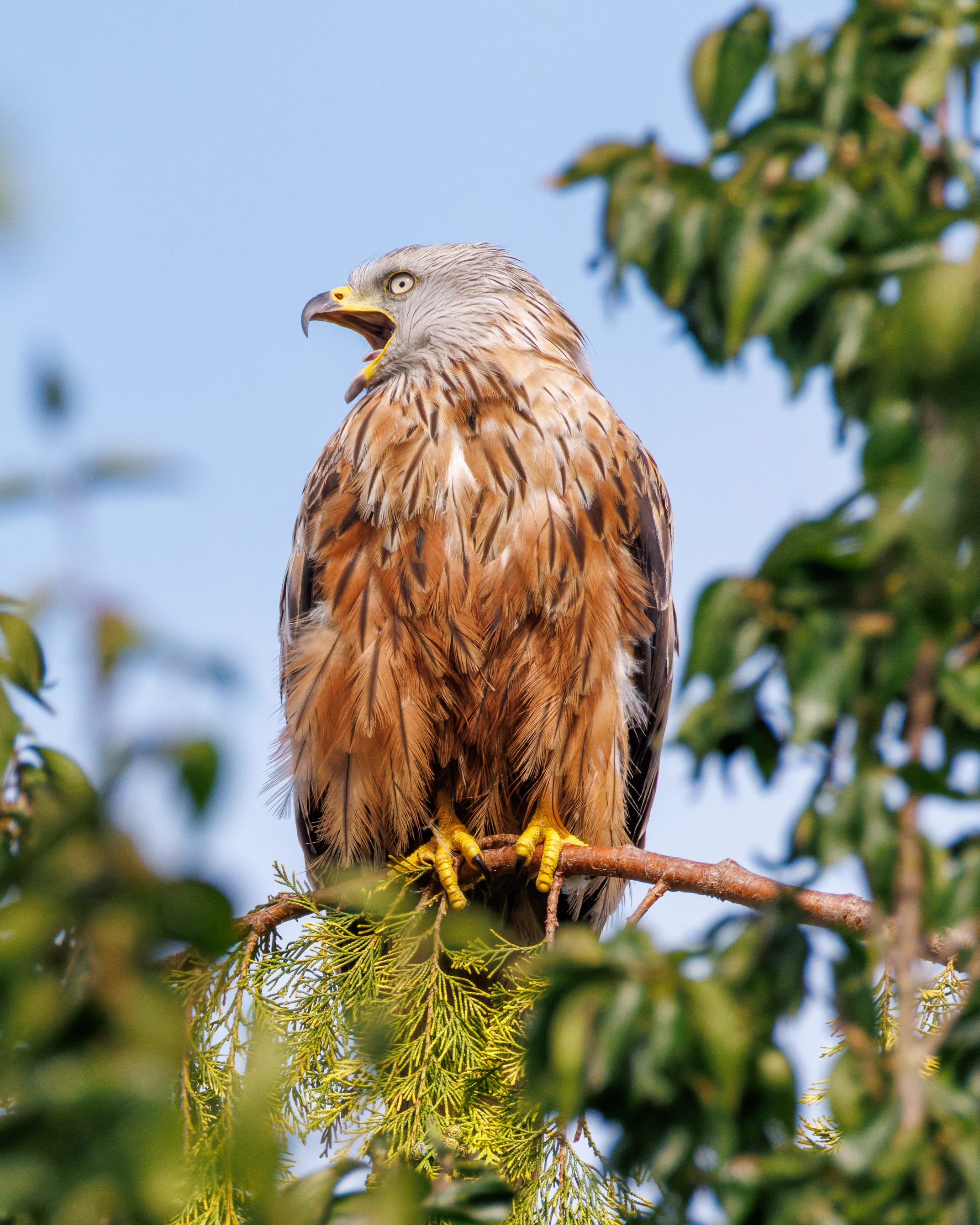 Red Kite, Didcot, Oxfordshire, UK — photo by Orlando Prugel-Bennett