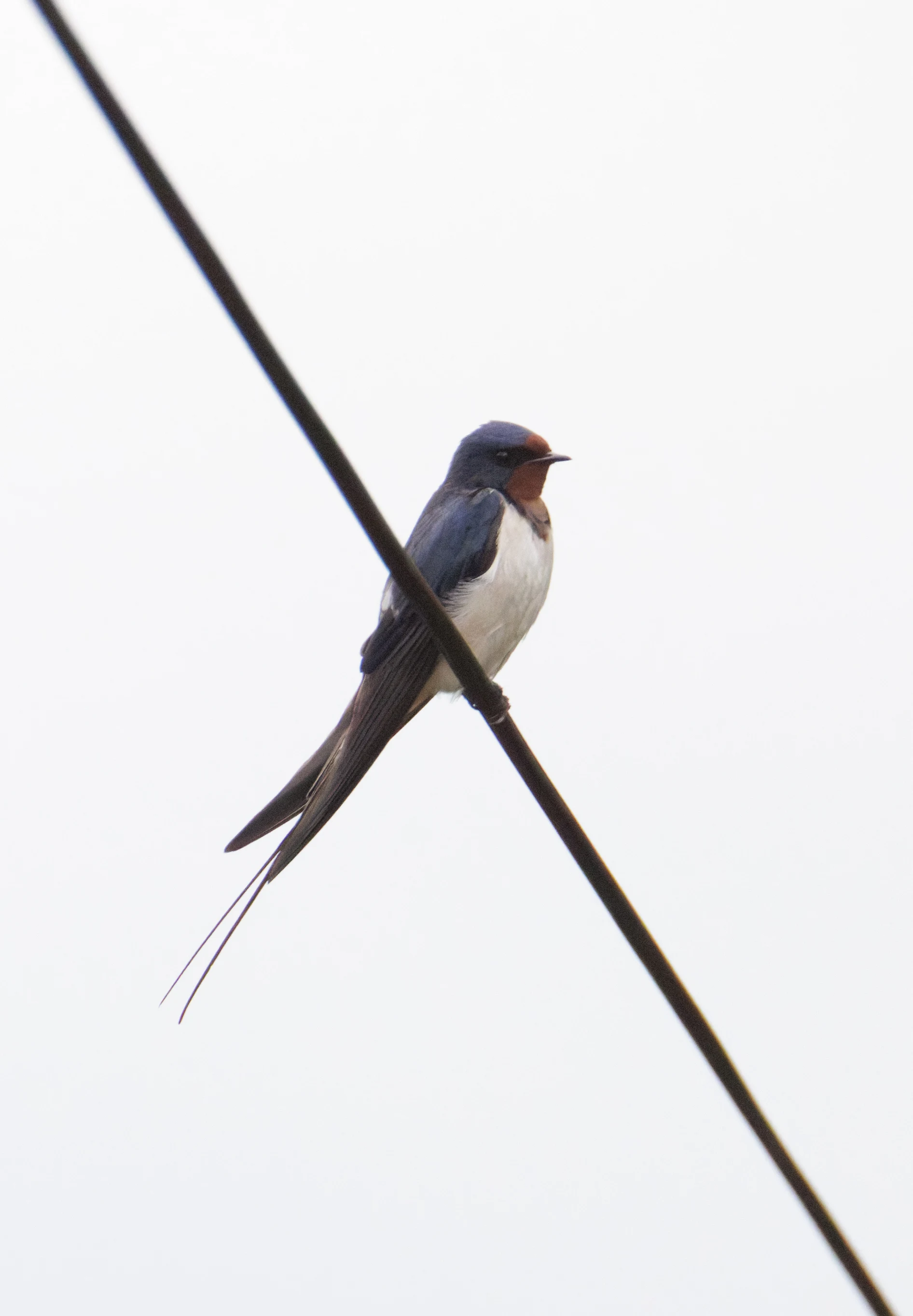 Barn Swallow, Transylvania, Romania — photo by Orlando Prugel-Bennett