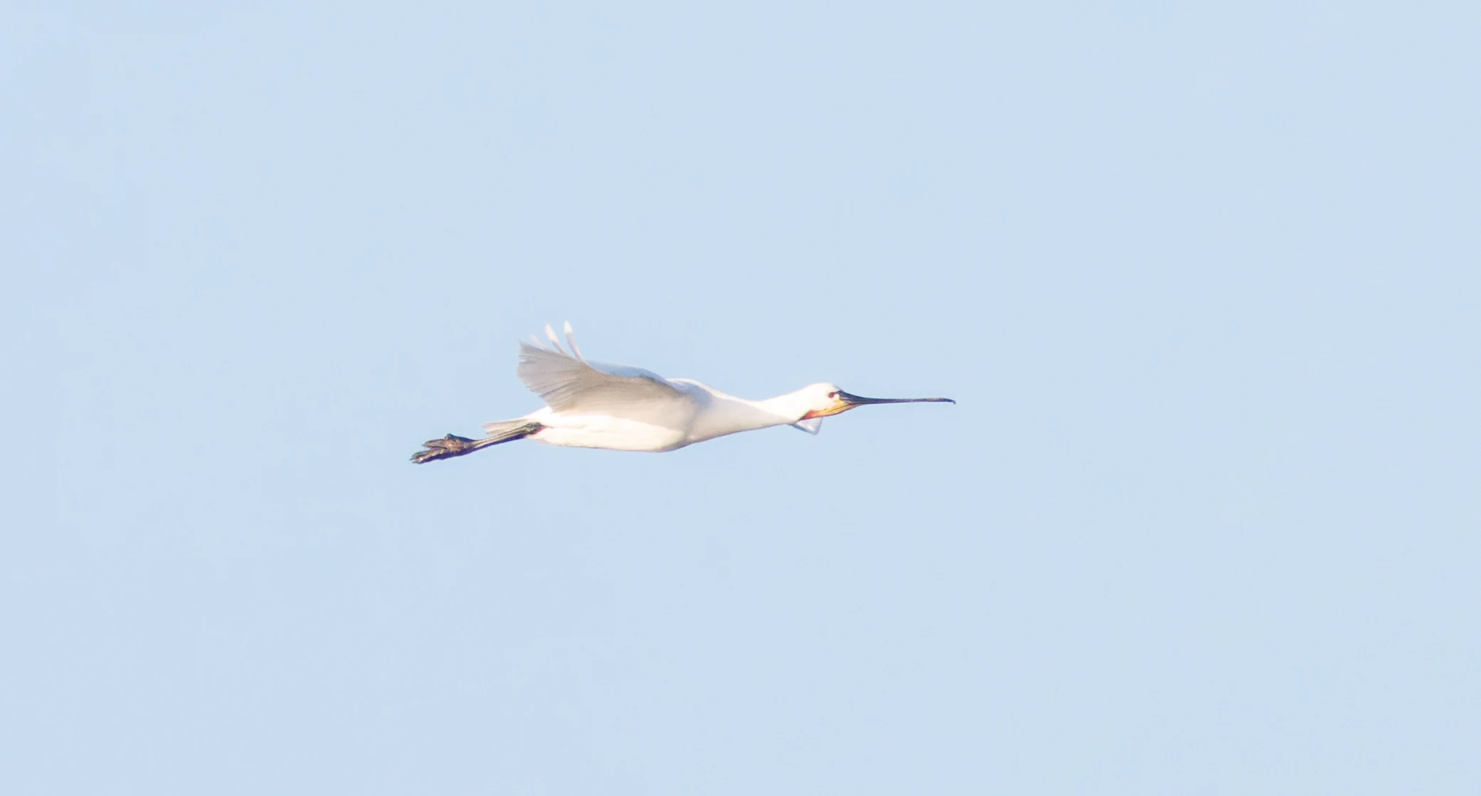 Eurasian Spoonbill, Zeeland, Netherlands — photo by Orlando Prugel-Bennett
