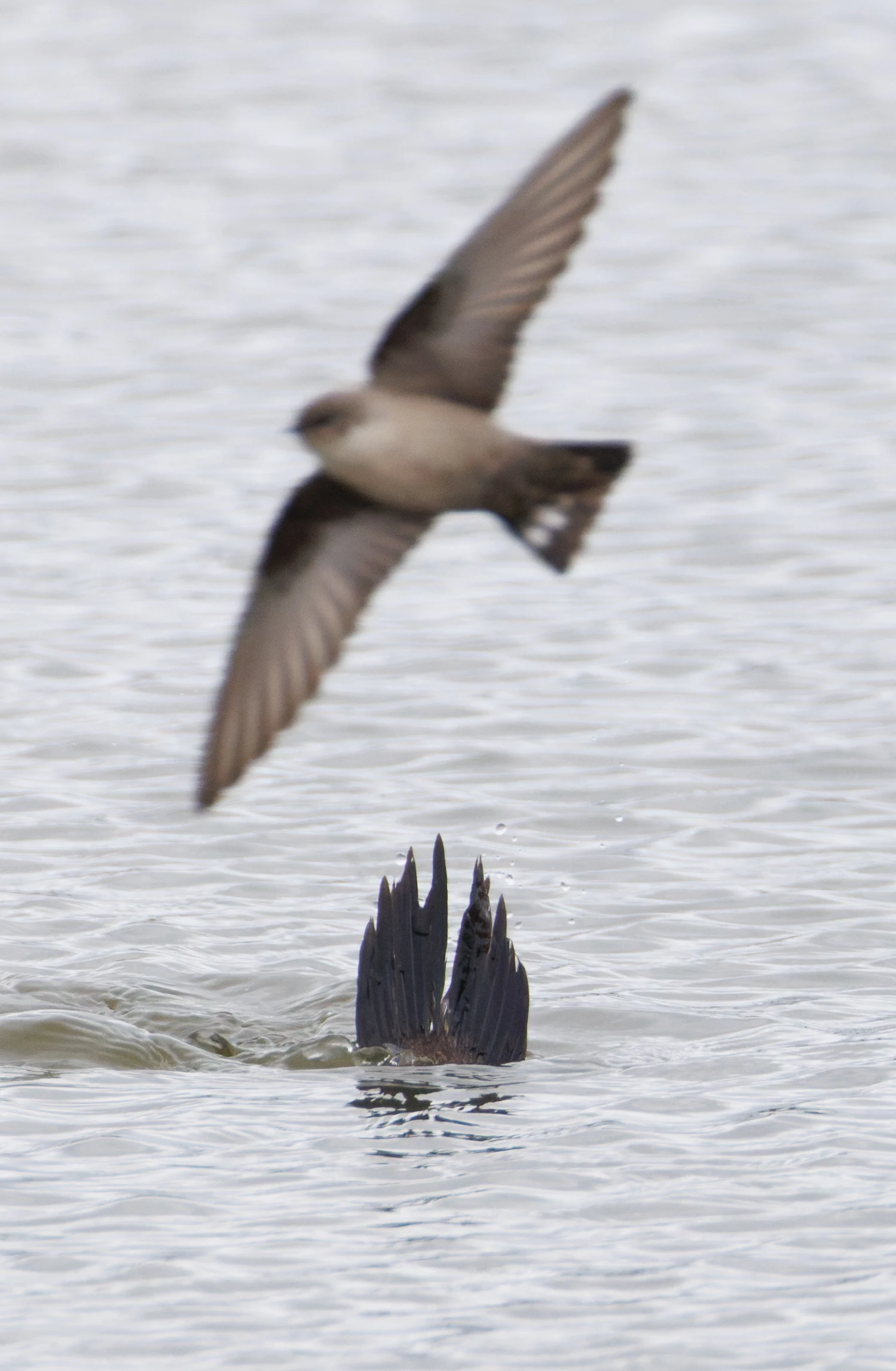 Crag Martin and diving White Headed Duck, Clot de Galvany, Alicante, Spain — photo by Orlando Prugel-Bennett