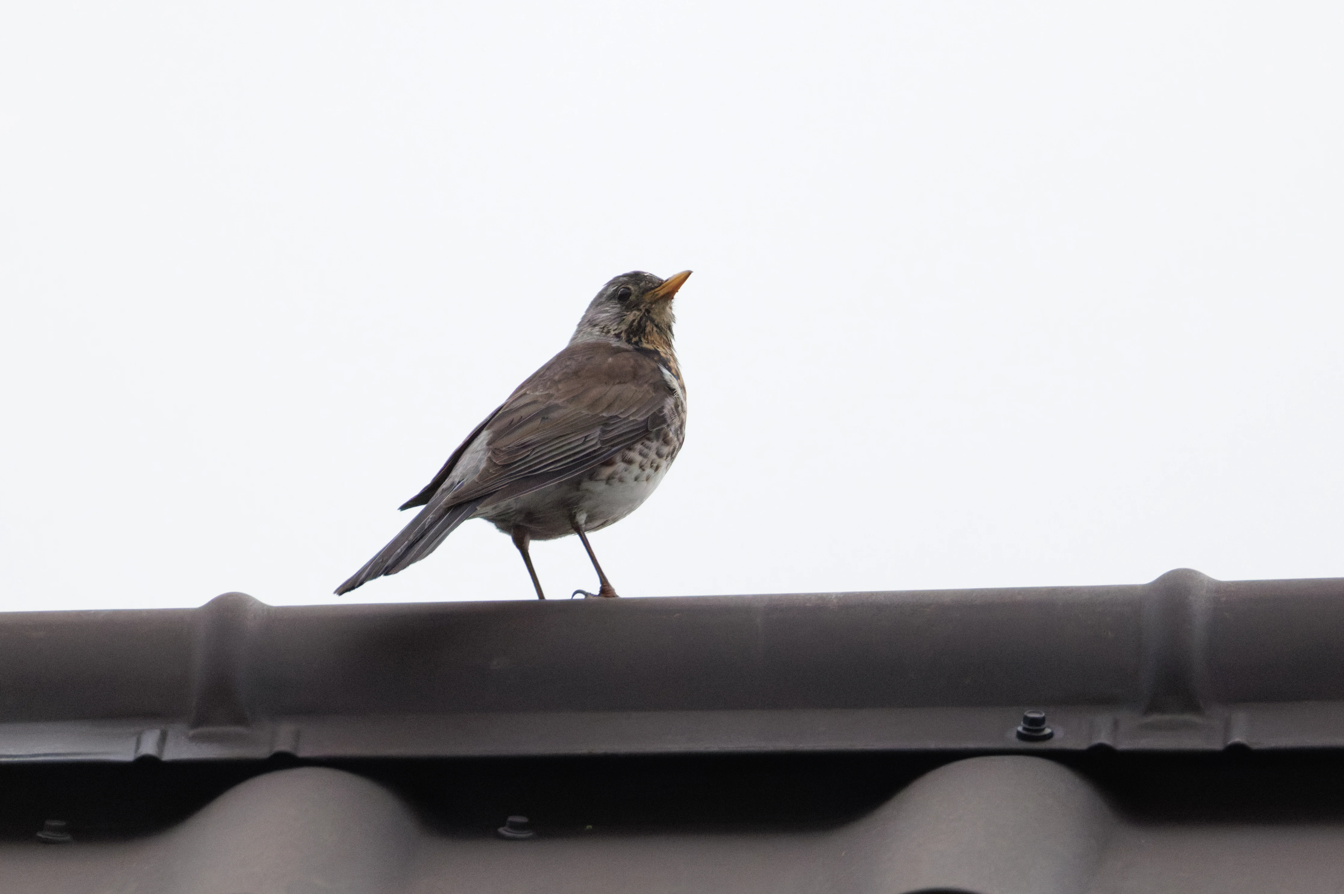 Fieldfare, Transylvania, Romania — photo by Orlando Prugel-Bennett