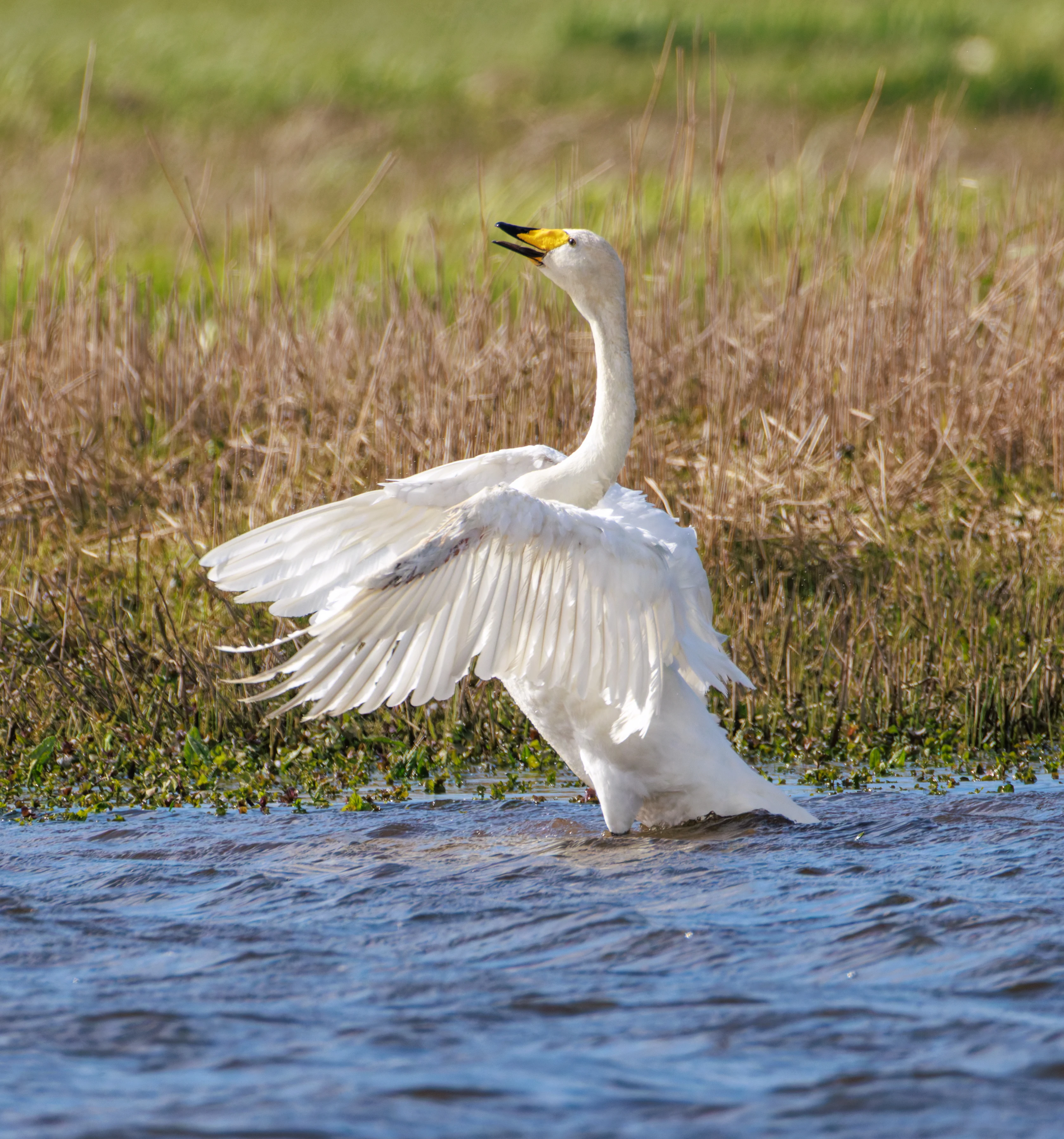 Whooper Swan, WWT Welney, Cambridgeshire, UK — photo by Orlando Prugel-Bennett