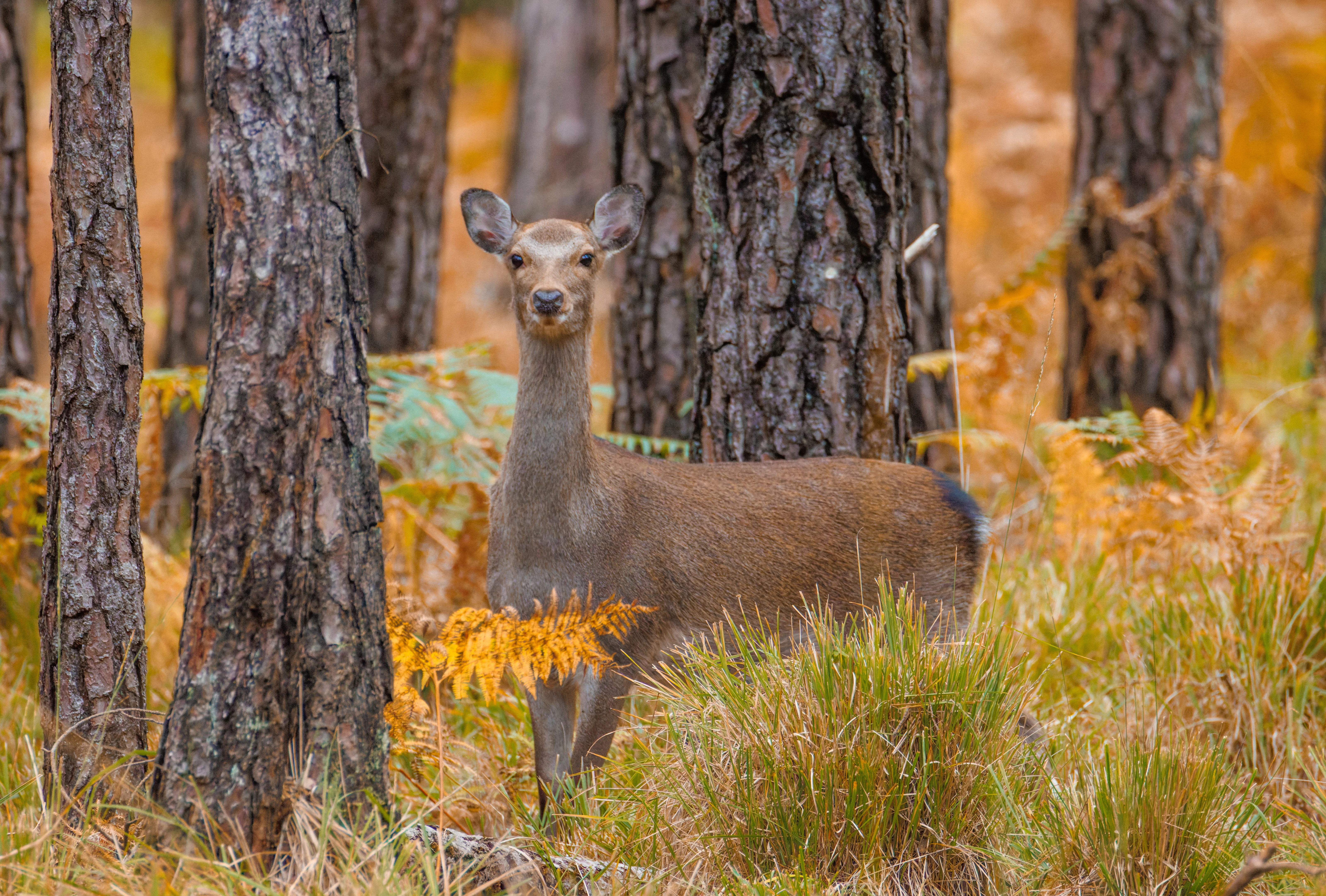 Sika Deer, Hawkhill, Hampshire, UK — photo by Orlando Prugel-Bennett