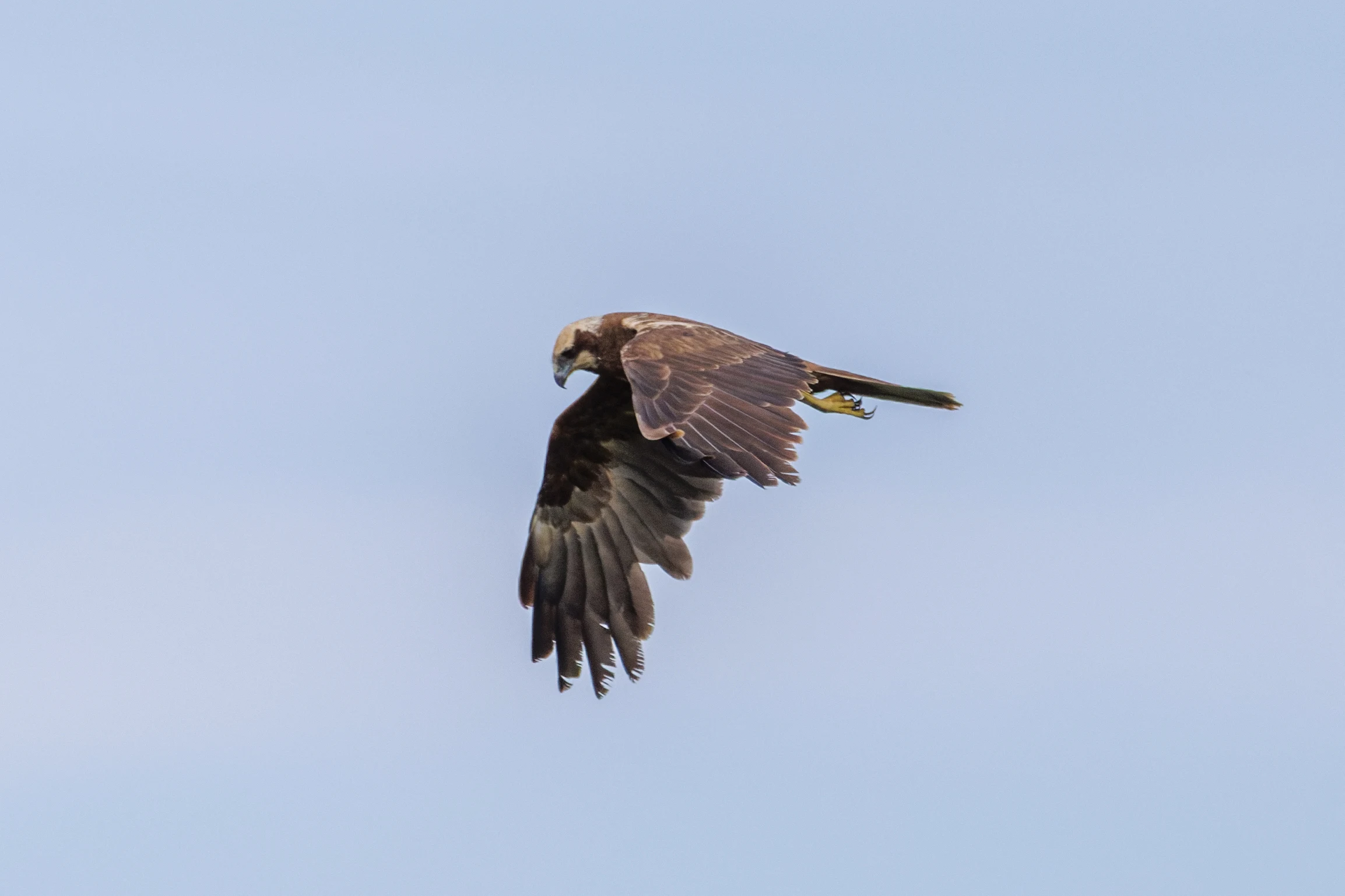 Western Marsh Harrier, Danube Delta, Romania — photo by Orlando Prugel-Bennett