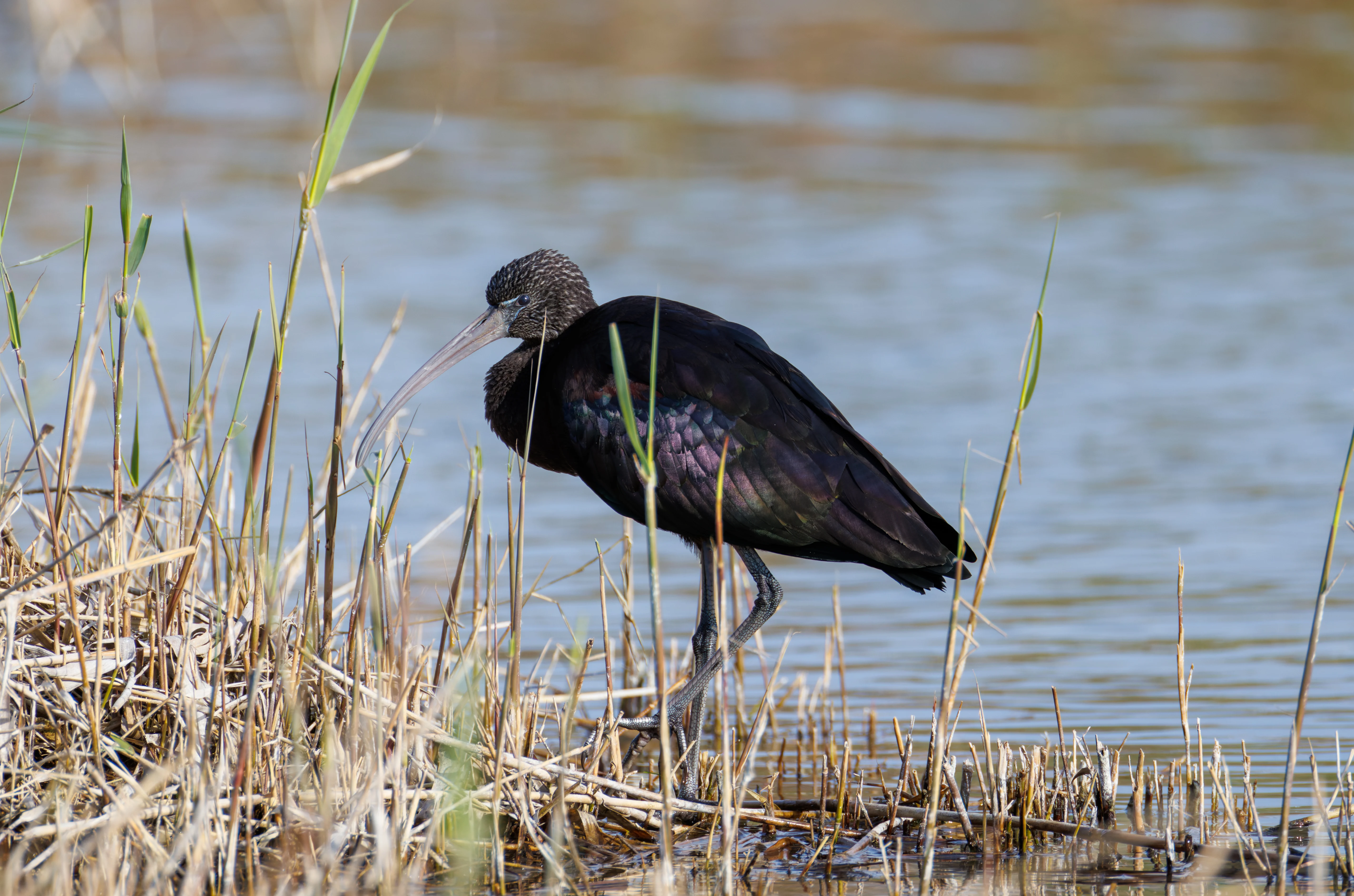 Glossy Ibis, El Hondo, Spain — photo by Orlando Prugel-Bennett