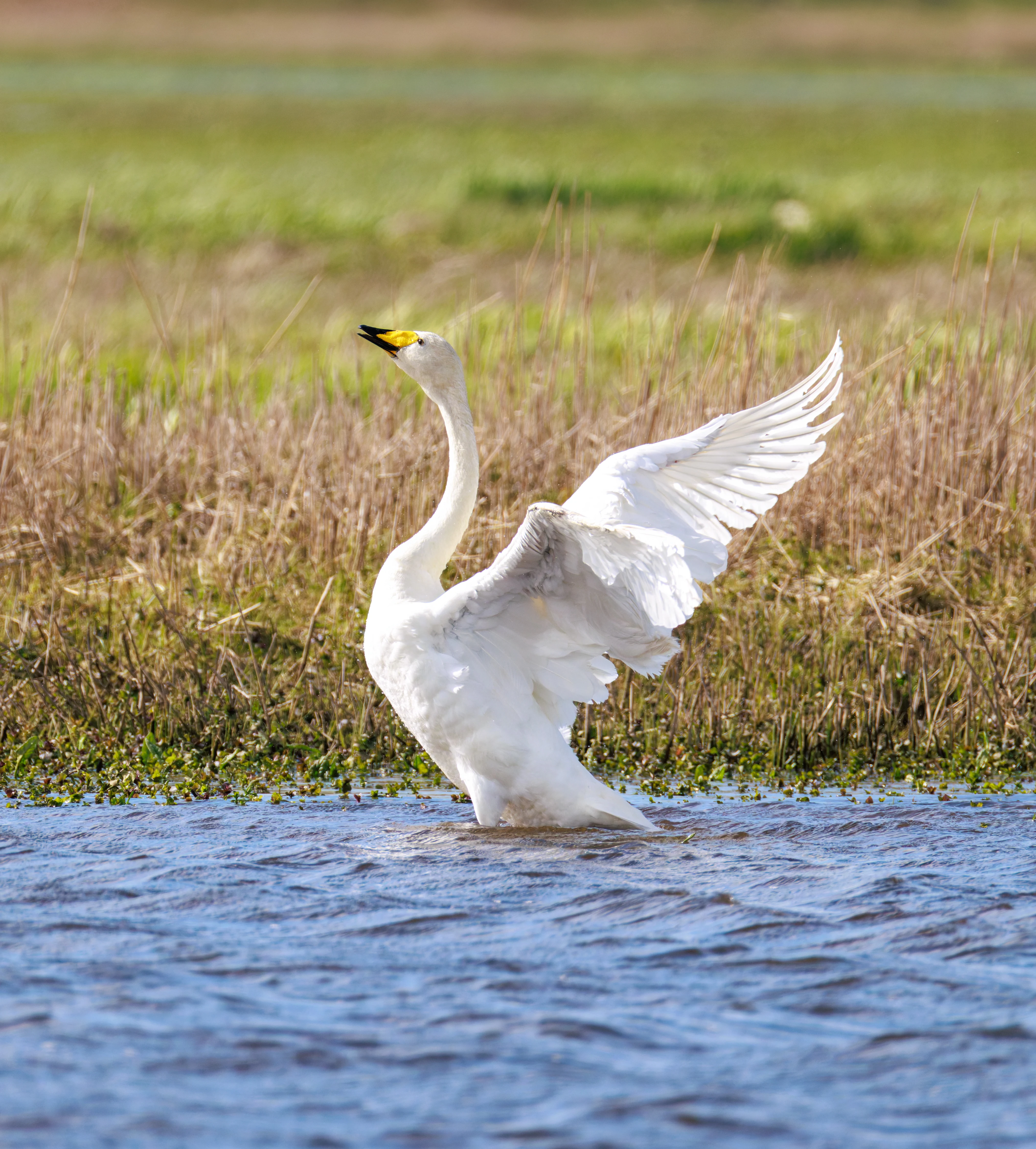 Whooper Swan, WWT Welney, Cambridgeshire, UK — photo by Orlando Prugel-Bennett