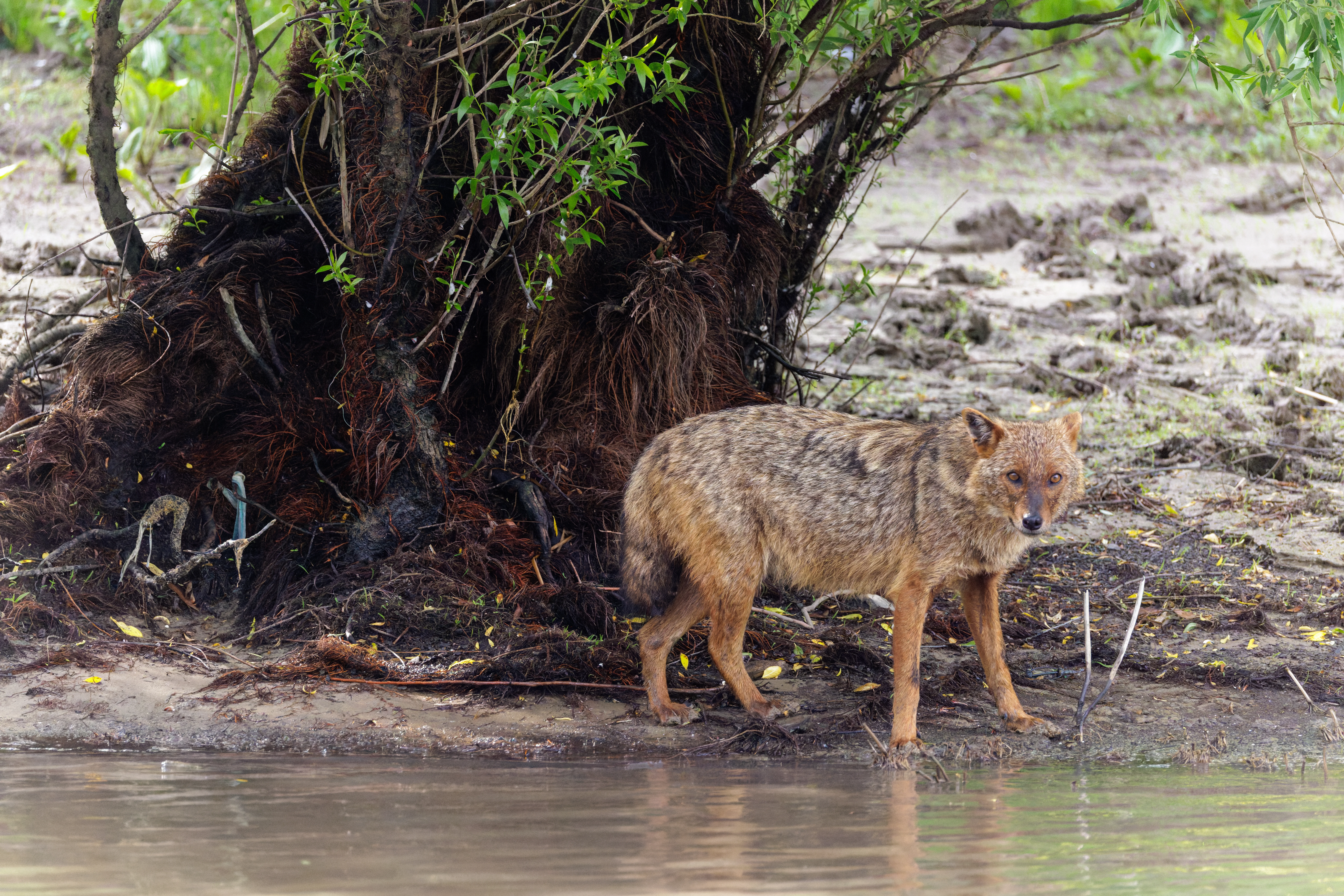 Golden Jackal, Danube Delta, Romania — photo by Orlando Prugel-Bennett