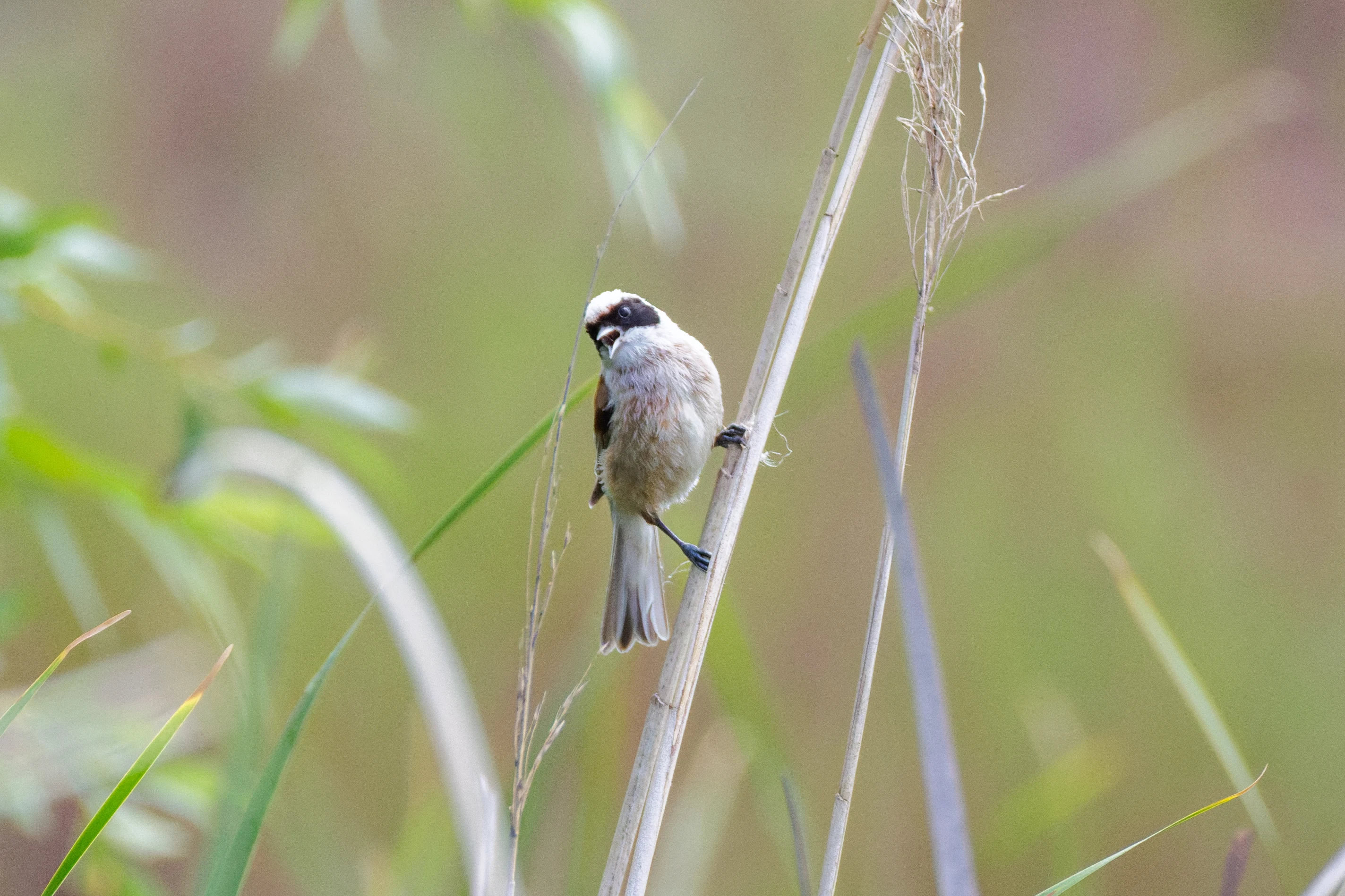 Eurasian Penduline Tit, Danube Delta, Romania — photo by Orlando Prugel-Bennett