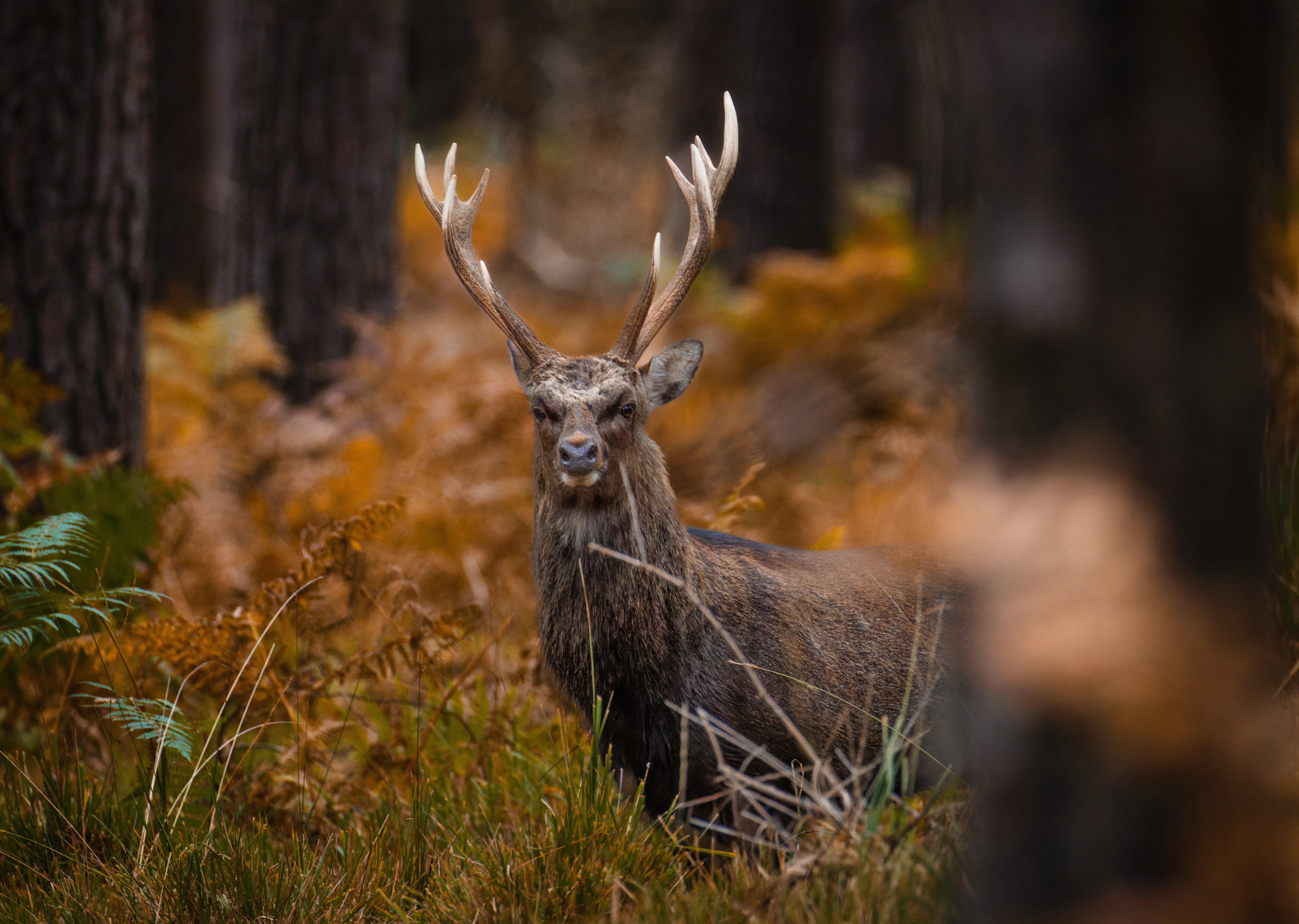Sika Deer, Hawkhill, Hampshire, UK — photo by Orlando Prugel-Bennett