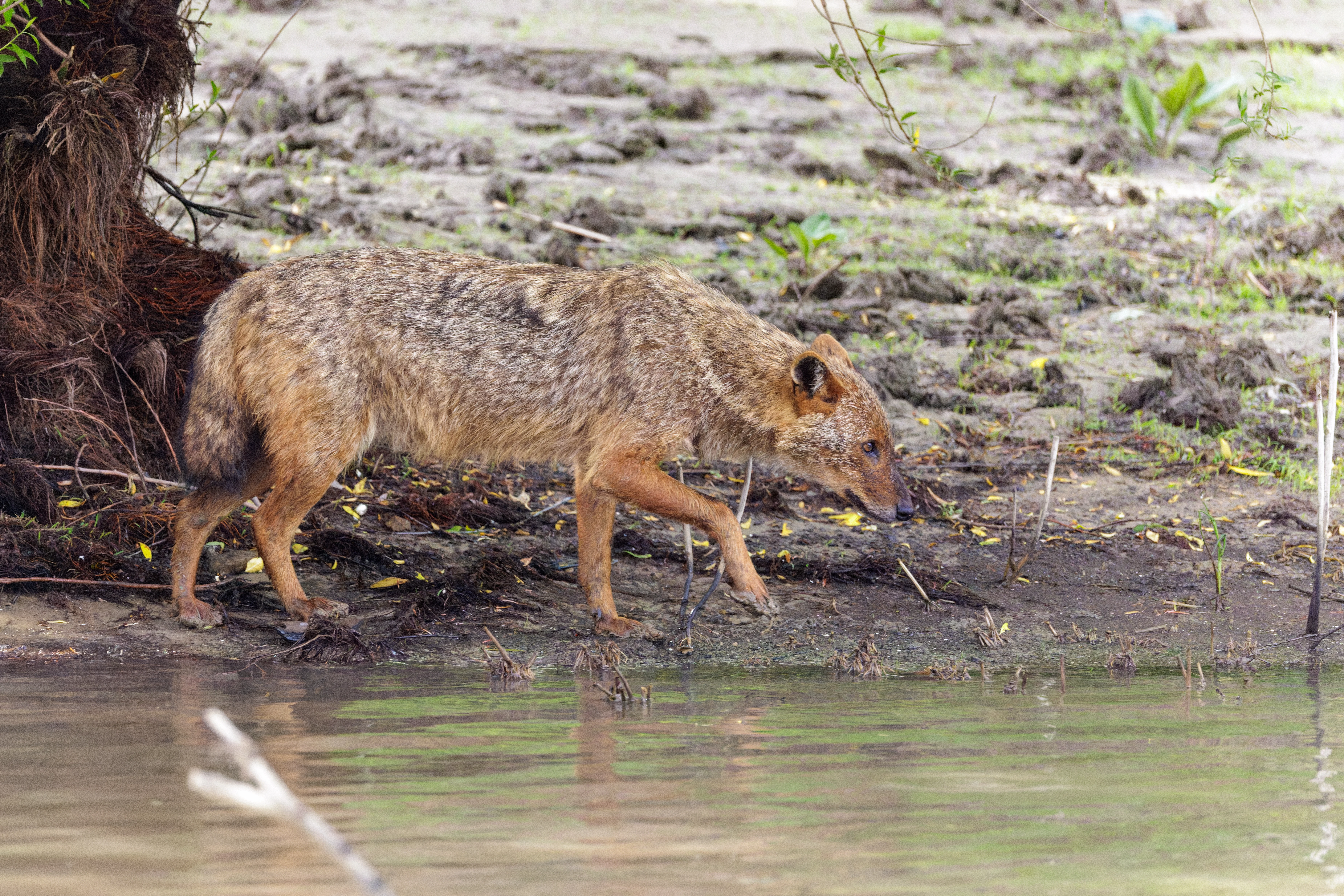 Golden Jackal, Danube Delta, Romania — photo by Orlando Prugel-Bennett