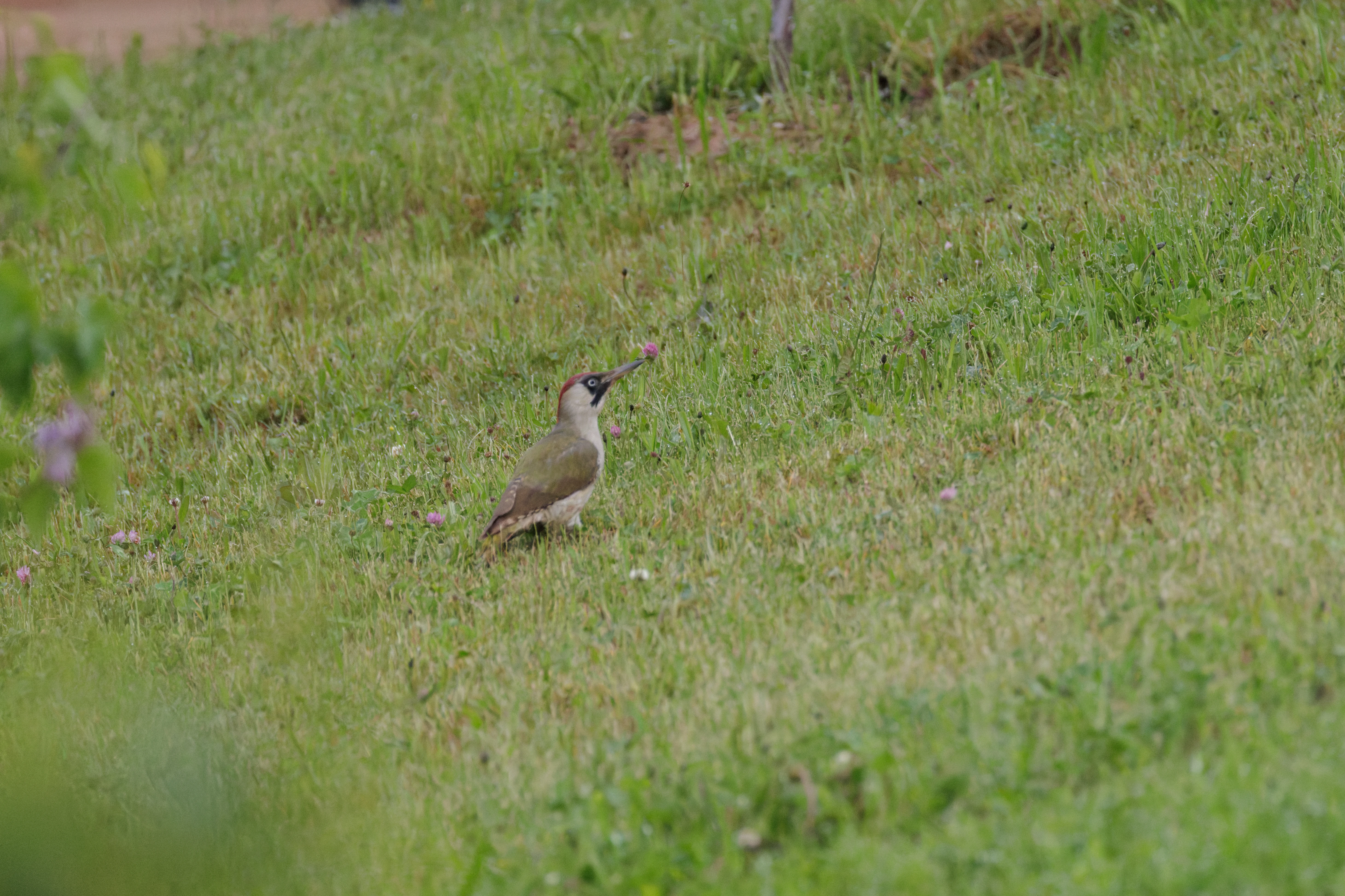 European Green Woodpecker with insect in bill, Transylvania, Romania — photo by Orlando Prugel-Bennett