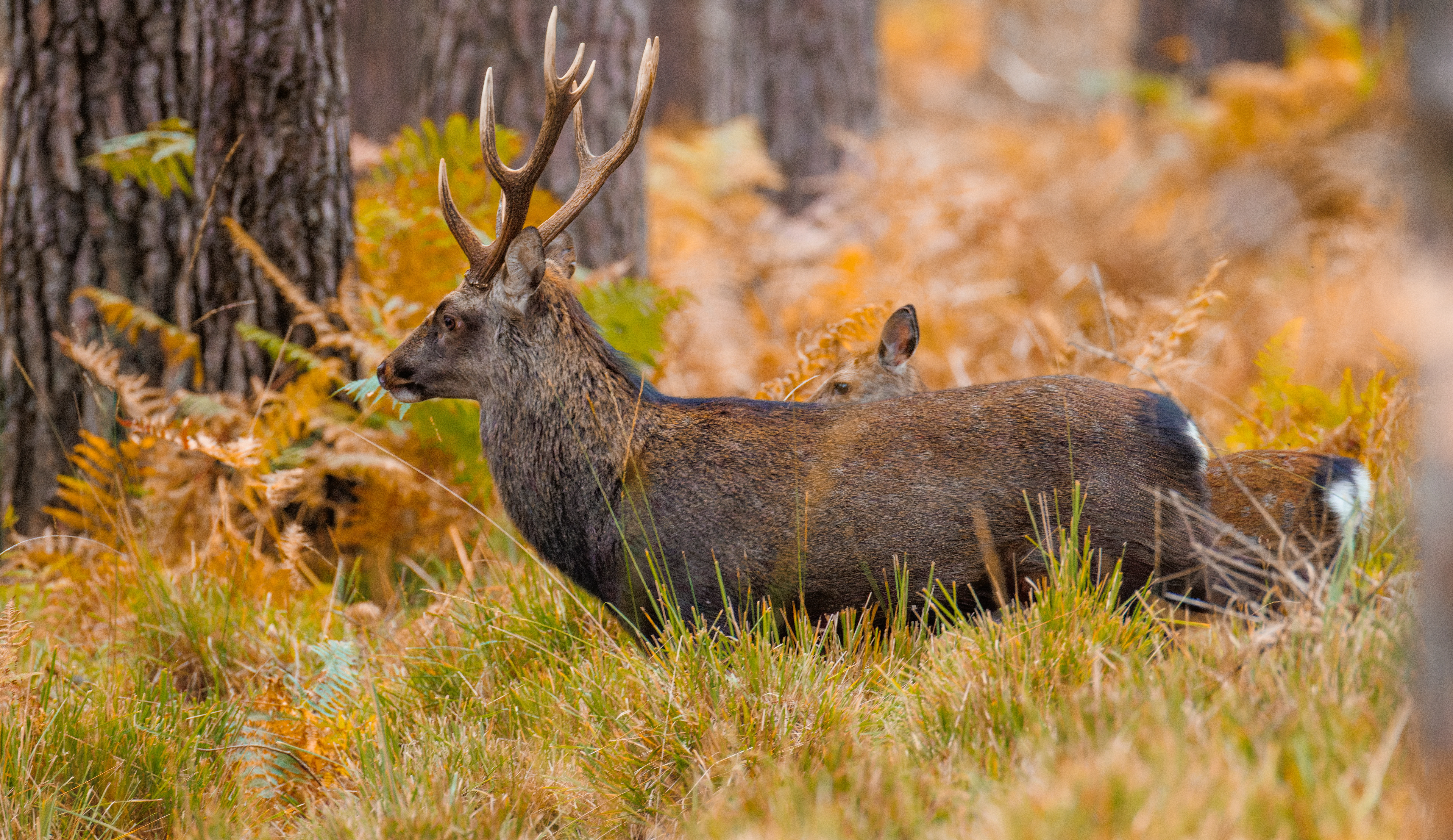 Sika Deer, Hawkhill, Hampshire, UK — photo by Orlando Prugel-Bennett