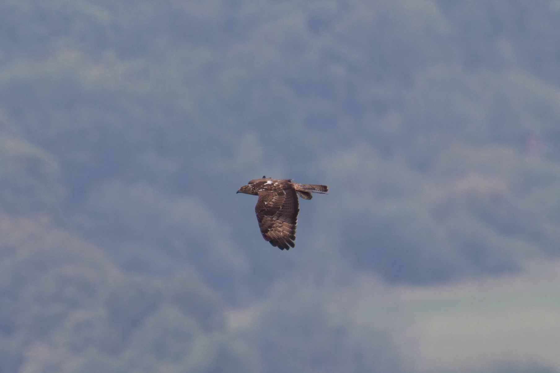 European Honey Buzzard, UK — photo by Orlando Prugel-Bennett
