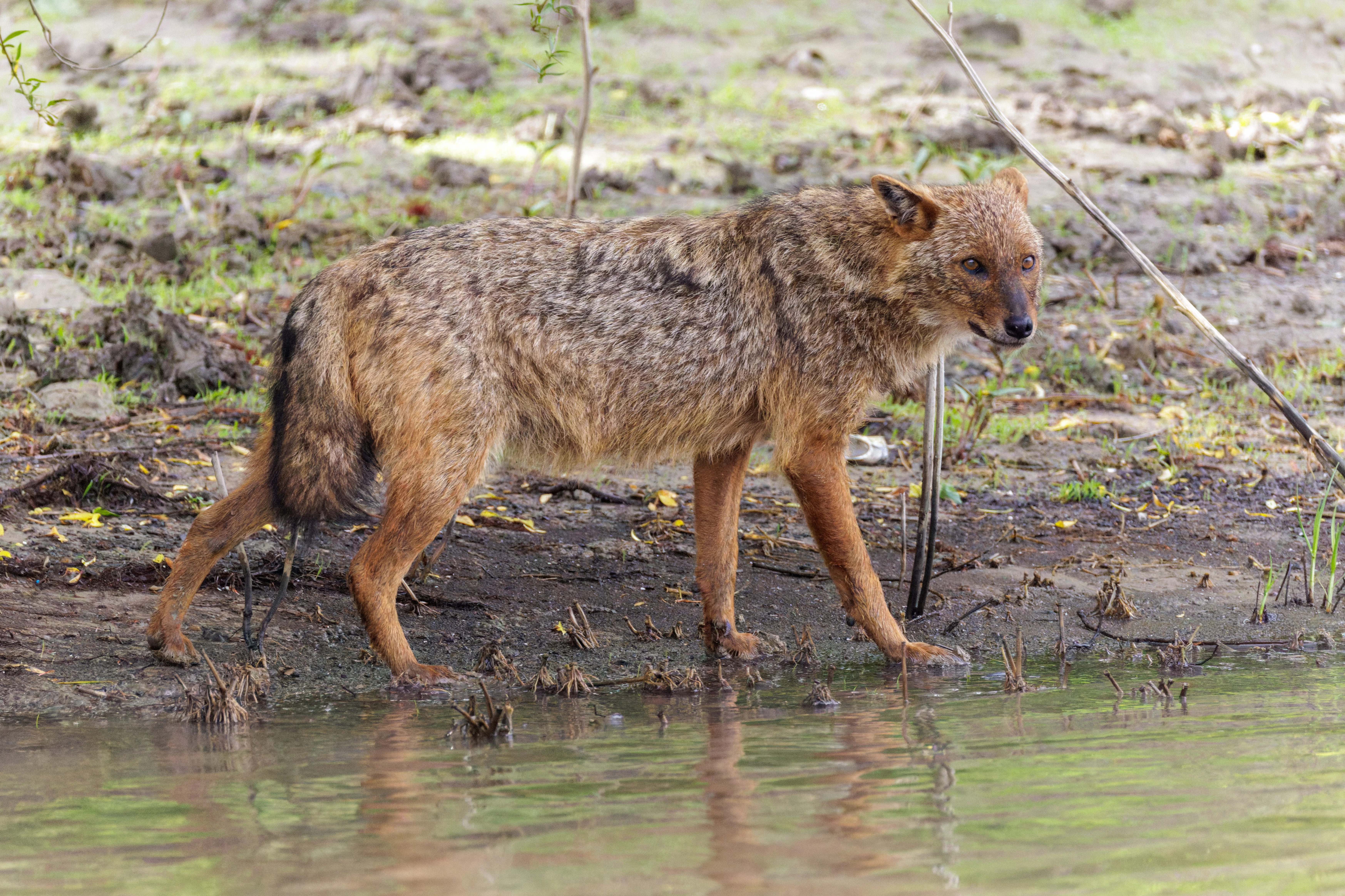 Golden Jackal, Danube Delta, Romania — photo by Orlando Prugel-Bennett