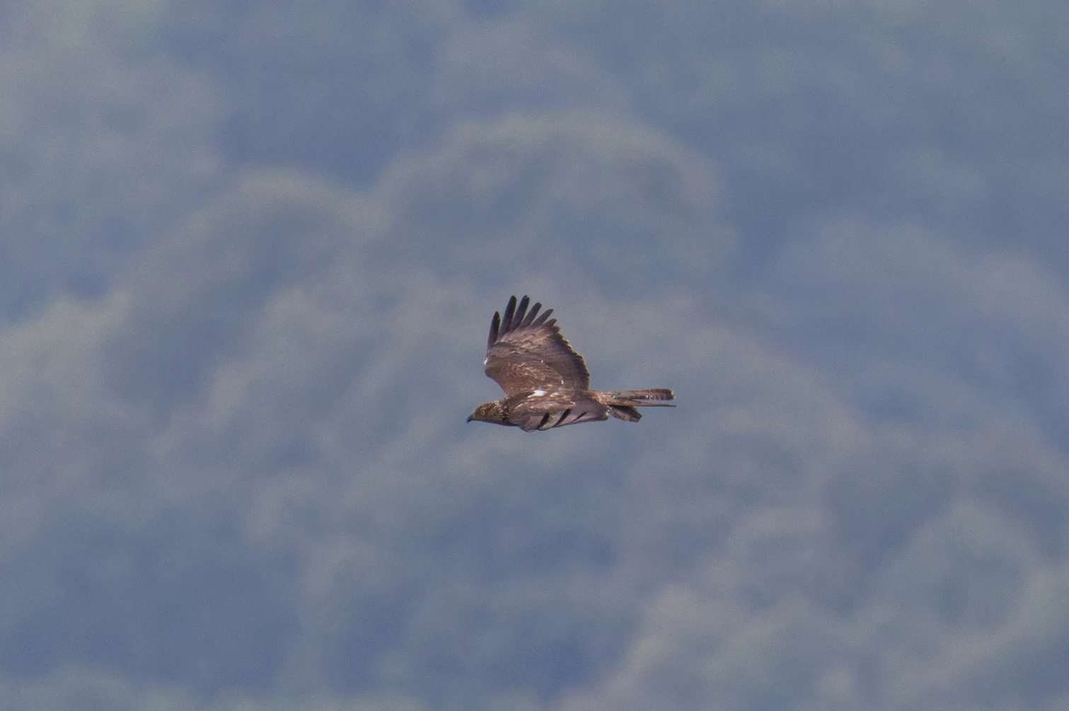 European Honey Buzzard, UK — photo by Orlando Prugel-Bennett