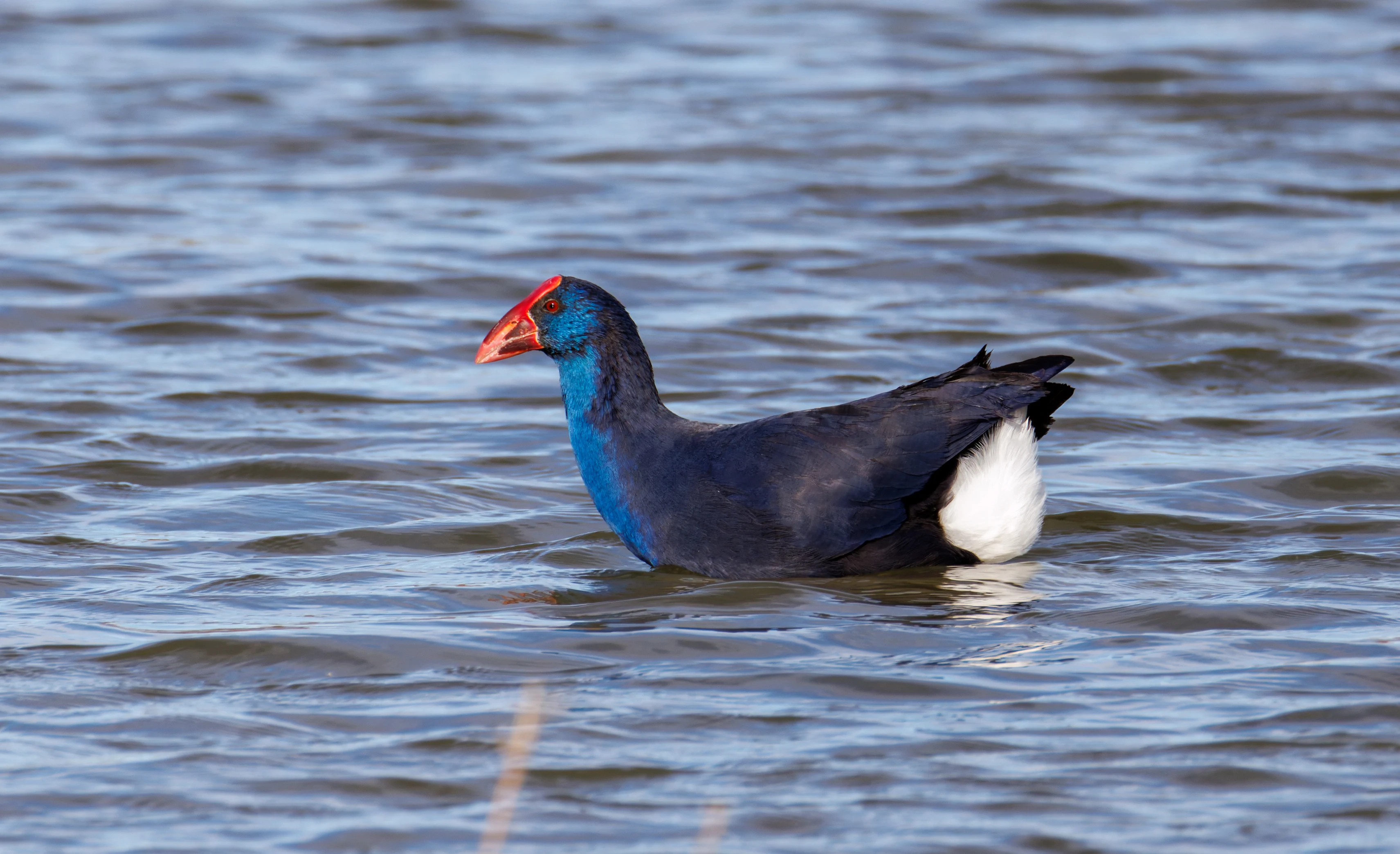 Western Swamphen, El Hondo, Spain — photo by Orlando Prugel-Bennett