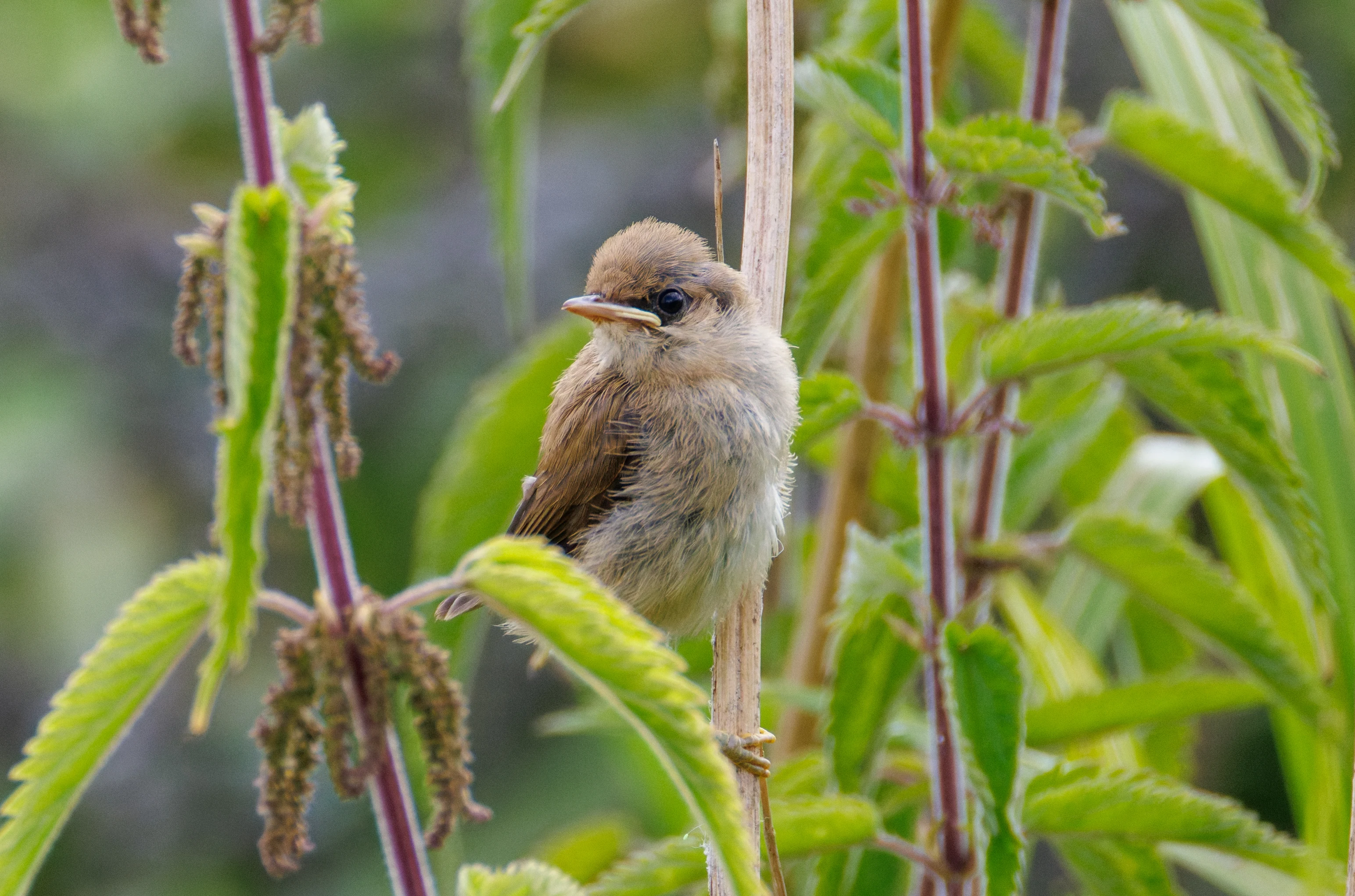 Juvenile Bird, Fishlake Meadows, Romsey, Hampshire, UK — photo by Orlando Prugel-Bennett