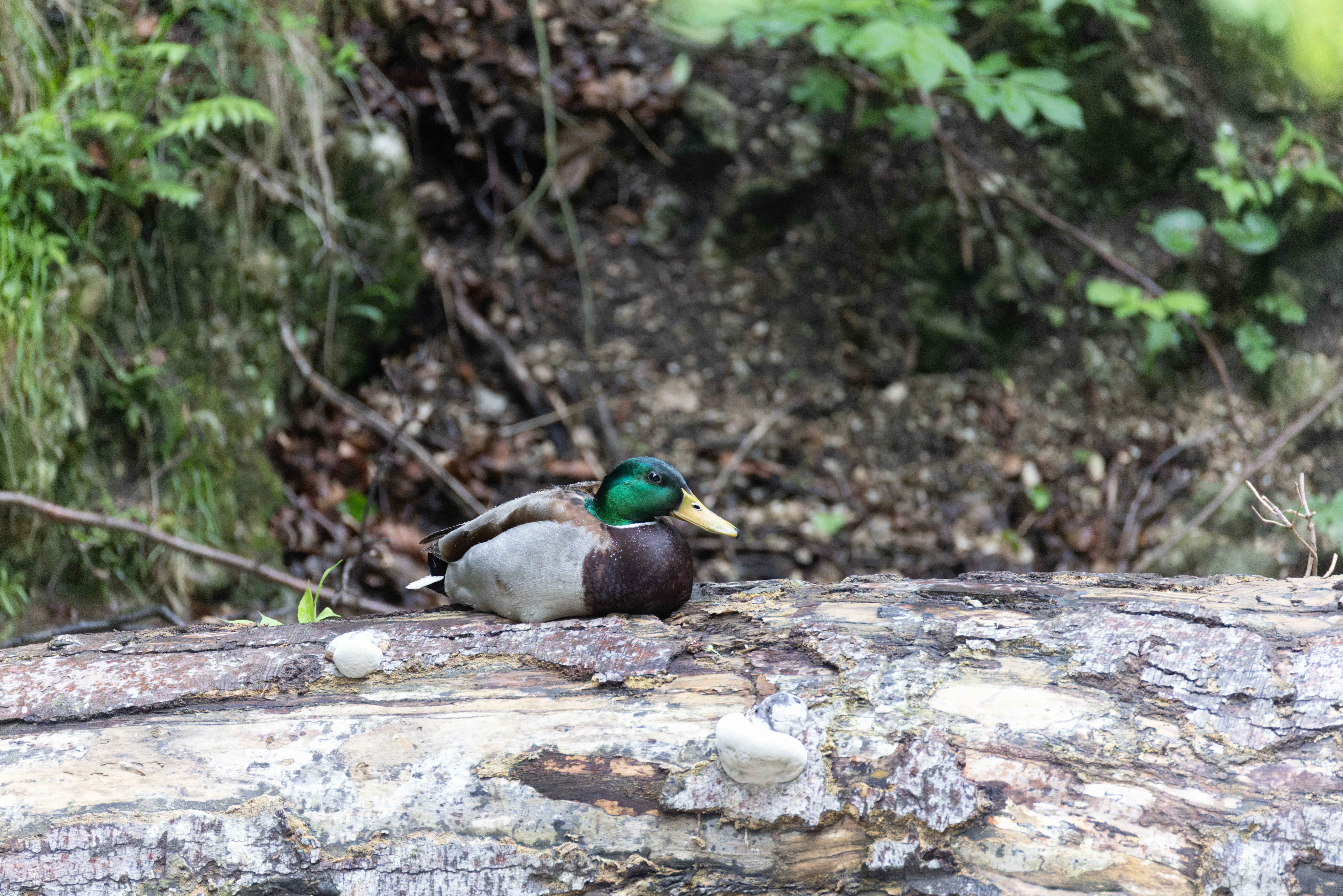 Mallard Duck, Transylvania, Romania — photo by Orlando Prugel-Bennett