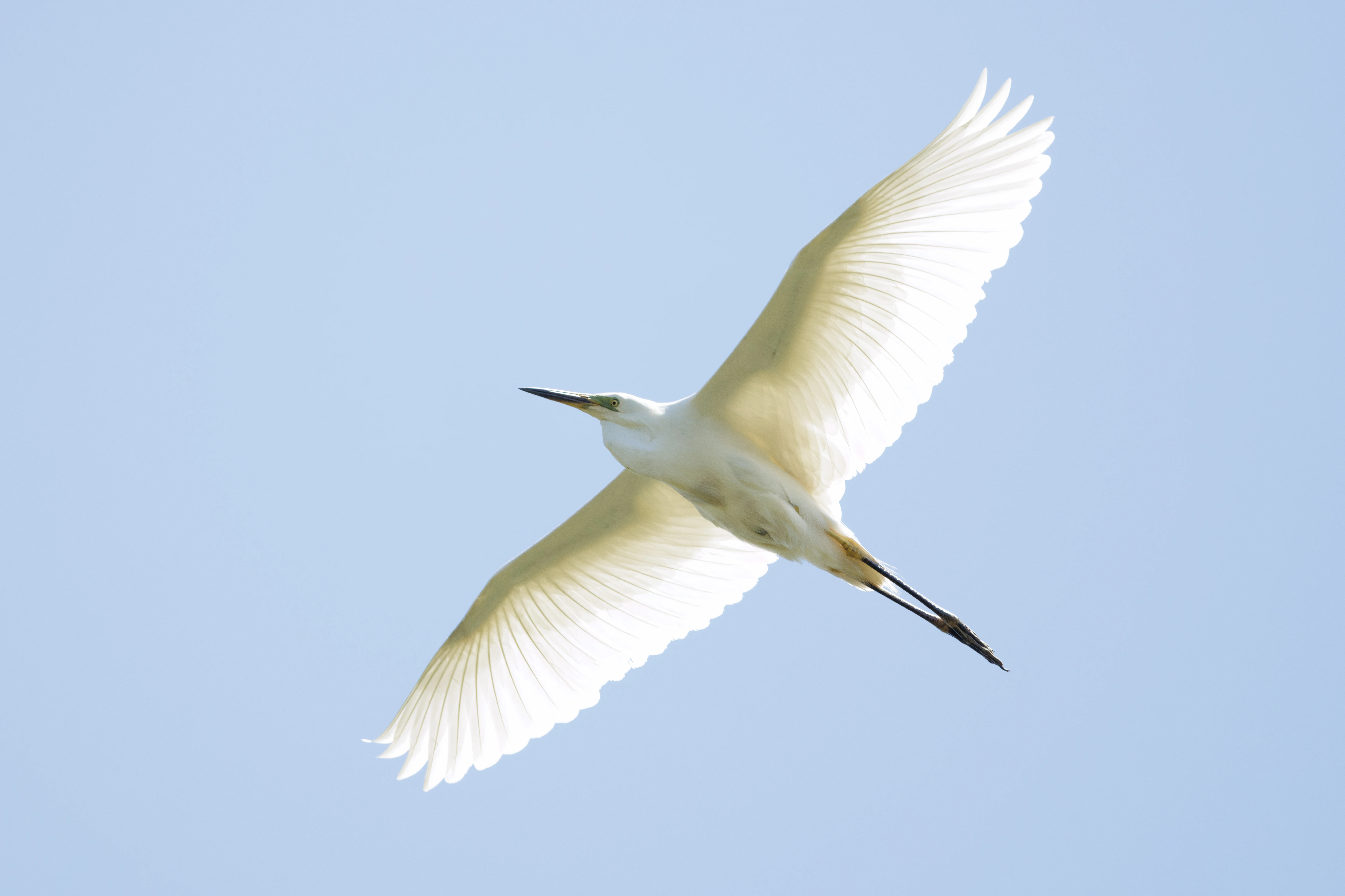 Great Egret, Romanian Steppe, Romania — photo by Orlando Prugel-Bennett