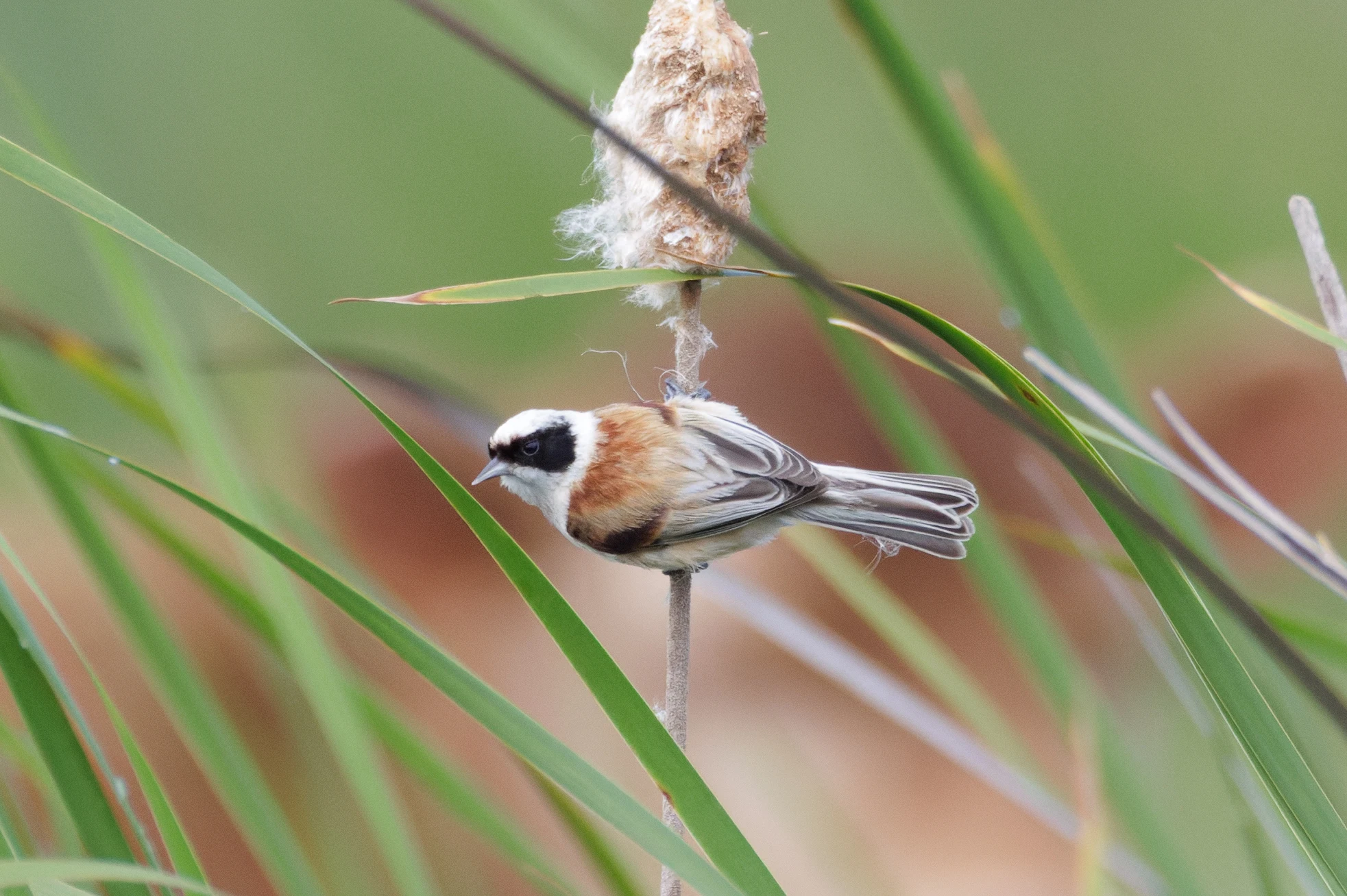 Eurasian Penduline Tit, Danube Delta, Romania — photo by Orlando Prugel-Bennett