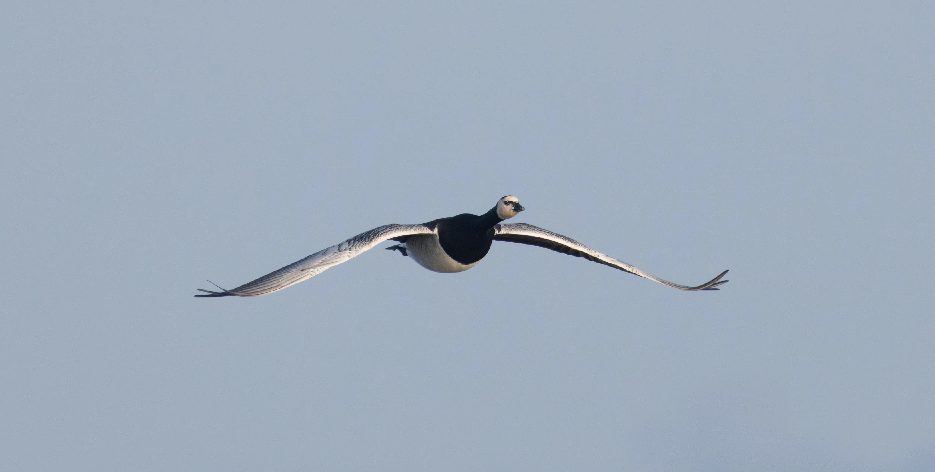 Barnacle Goose, Zeeland, Netherlands — photo by Orlando Prugel-Bennett