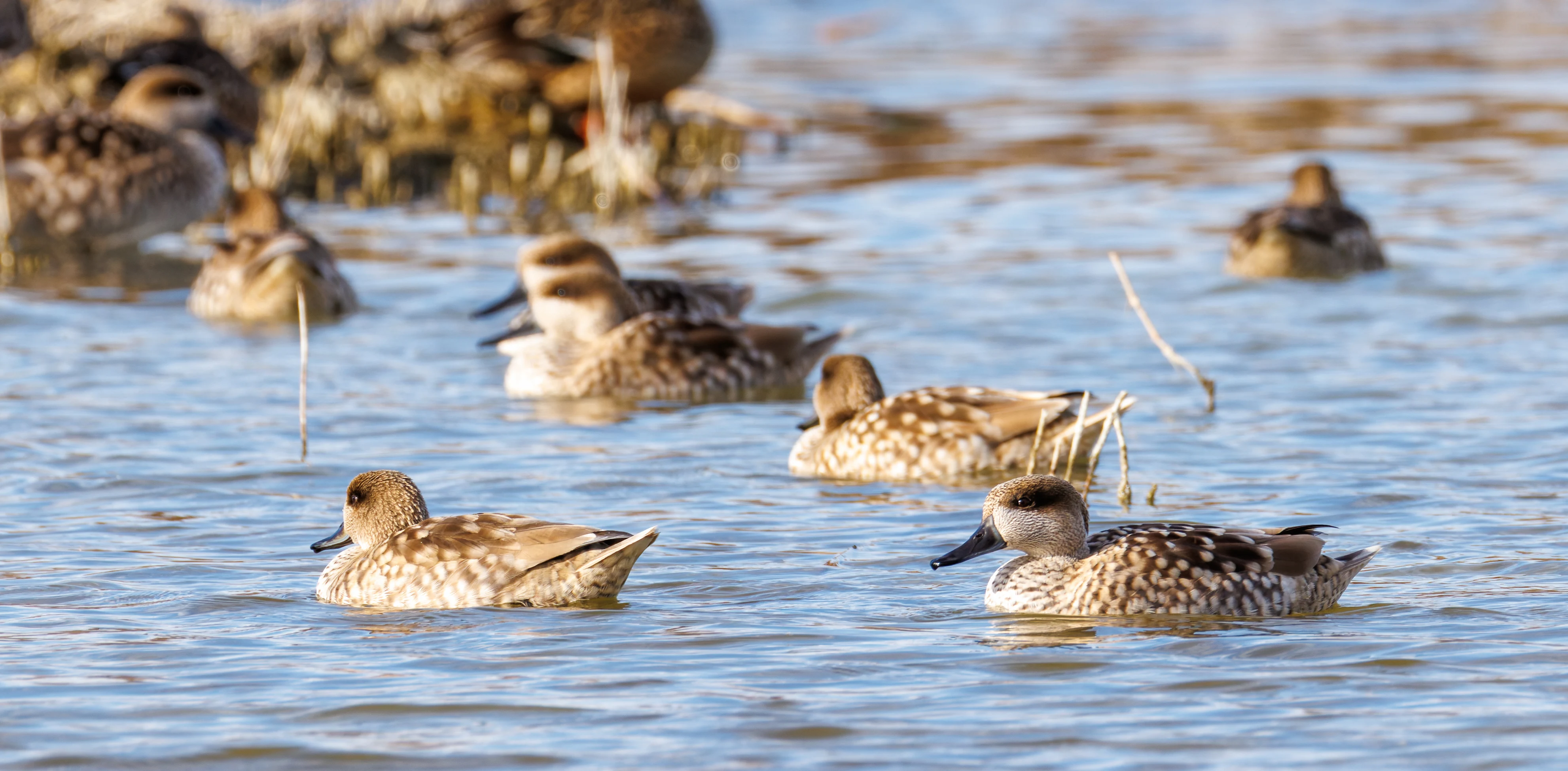 Marbled Teal, El Hondo, Spain — photo by Orlando Prugel-Bennett