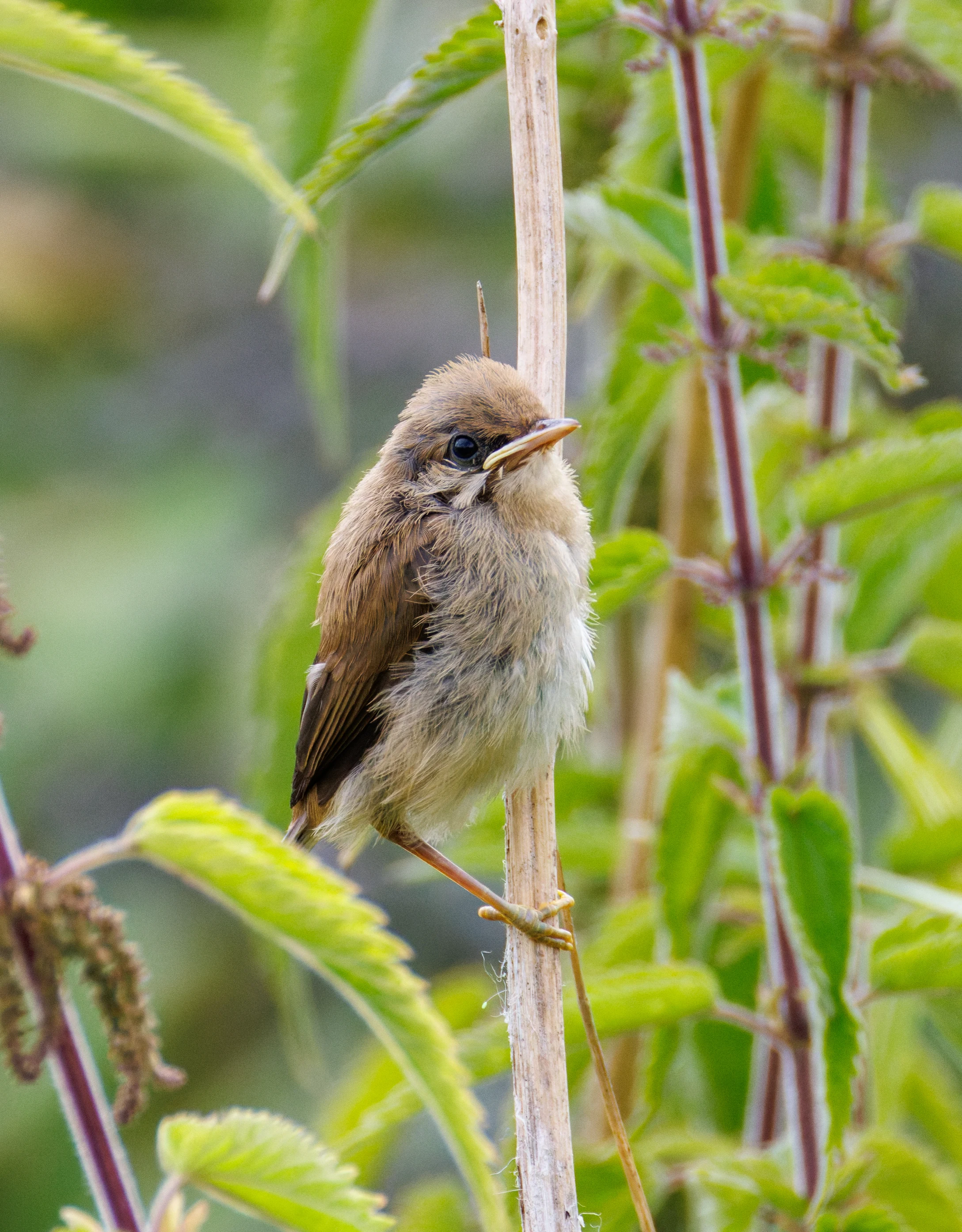 Juvenile Bird, Fishlake Meadows, Romsey, Hampshire, UK — photo by Orlando Prugel-Bennett