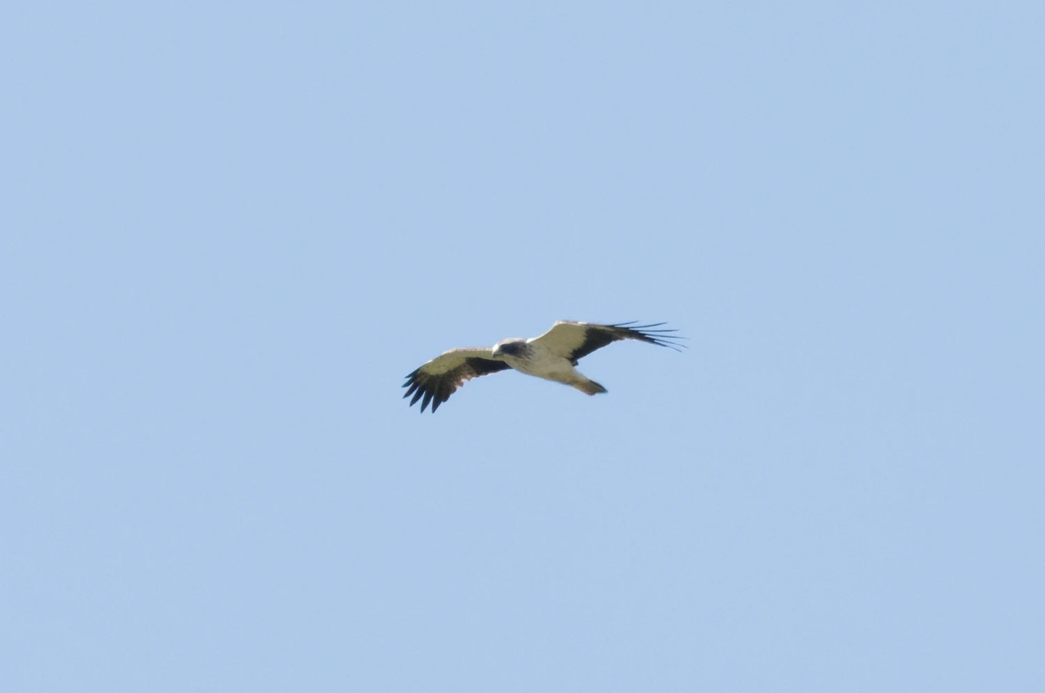Booted Eagle, Romanian Steppe, Romania — photo by Orlando Prugel-Bennett