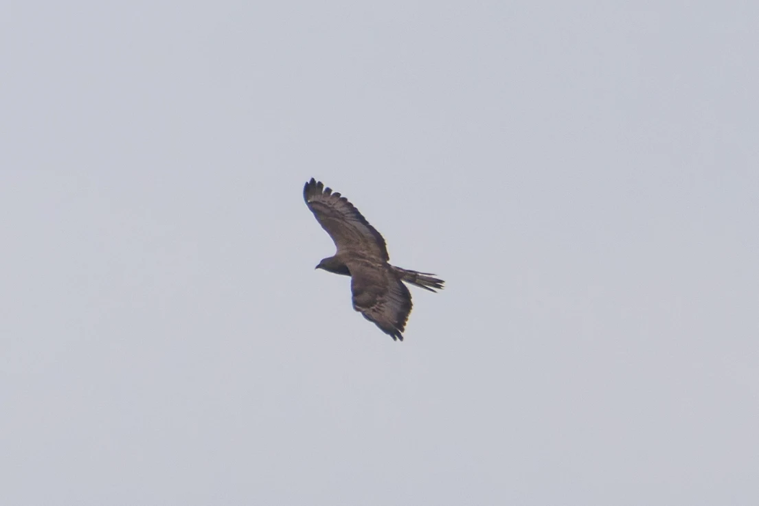 European Honey Buzzard, UK — photo by Orlando Prugel-Bennett