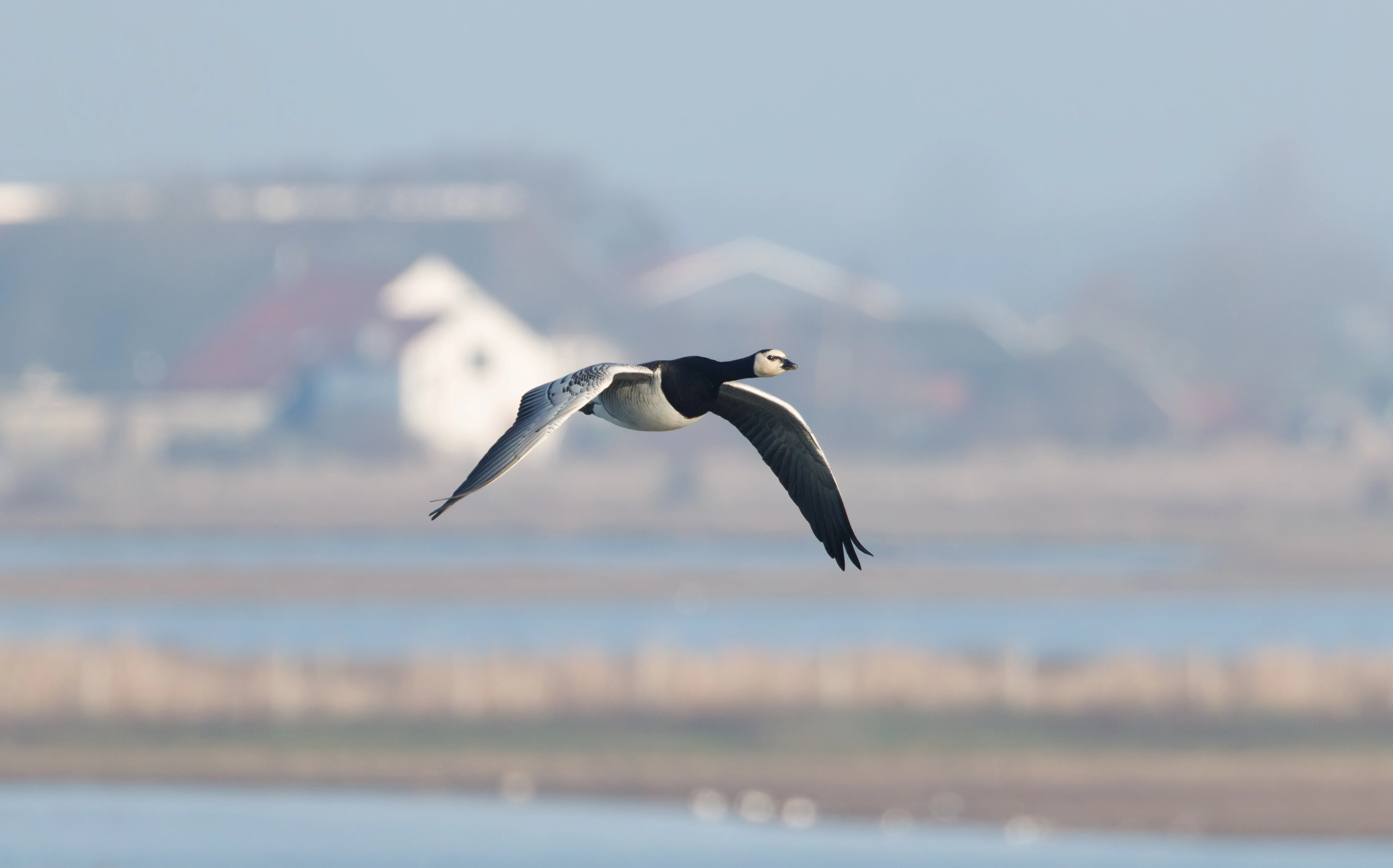 Barnacle Goose, Zeeland, Netherlands — photo by Orlando Prugel-Bennett
