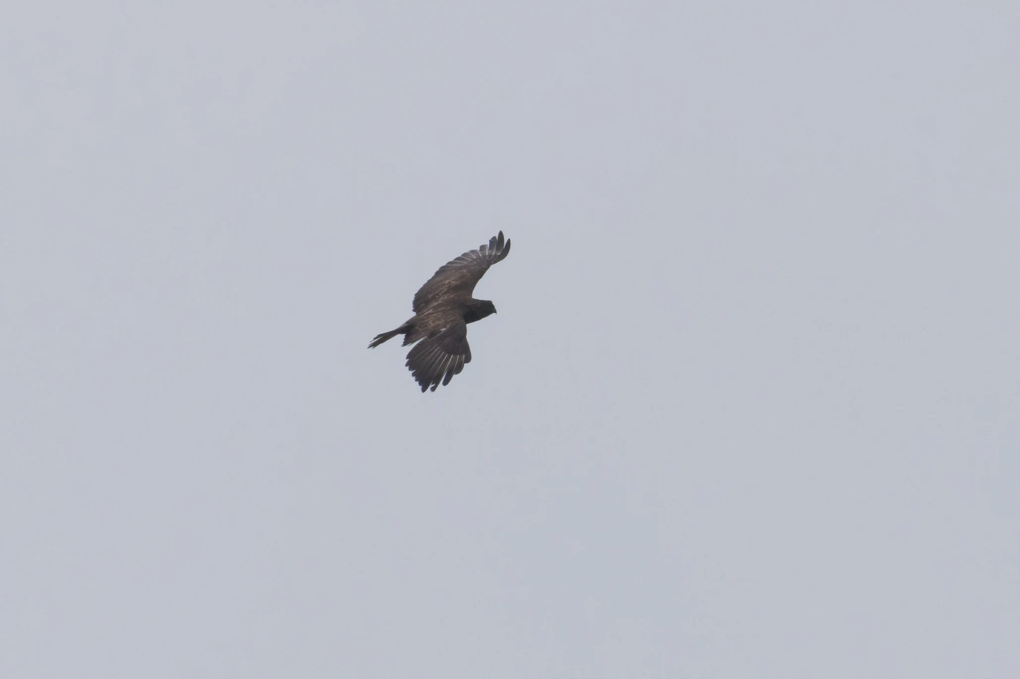 Common Buzzard, Transylvania, Romania — photo by Orlando Prugel-Bennett
